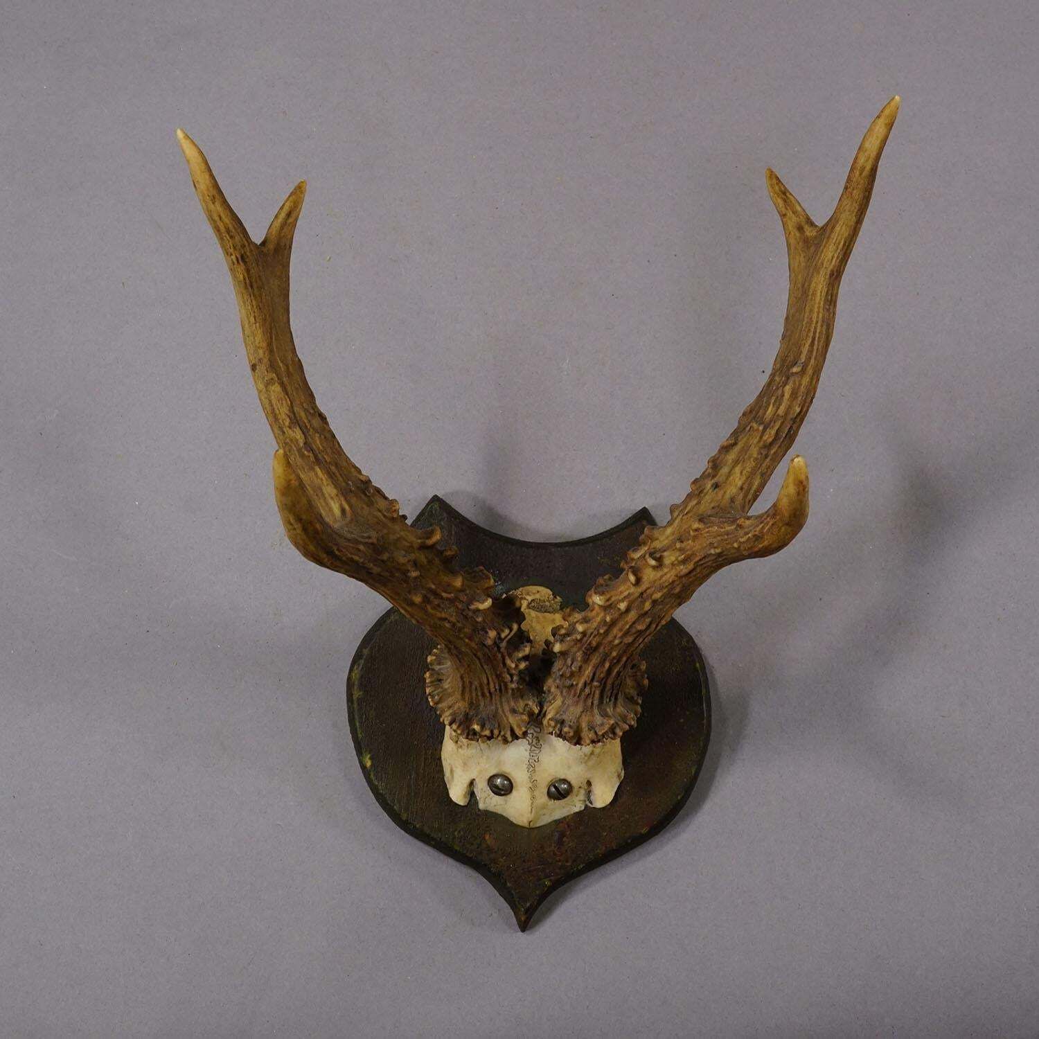 Lovely Antique Roe Deer Trophy On Wooden Plaque, Germany Ca.1930s photo furniture