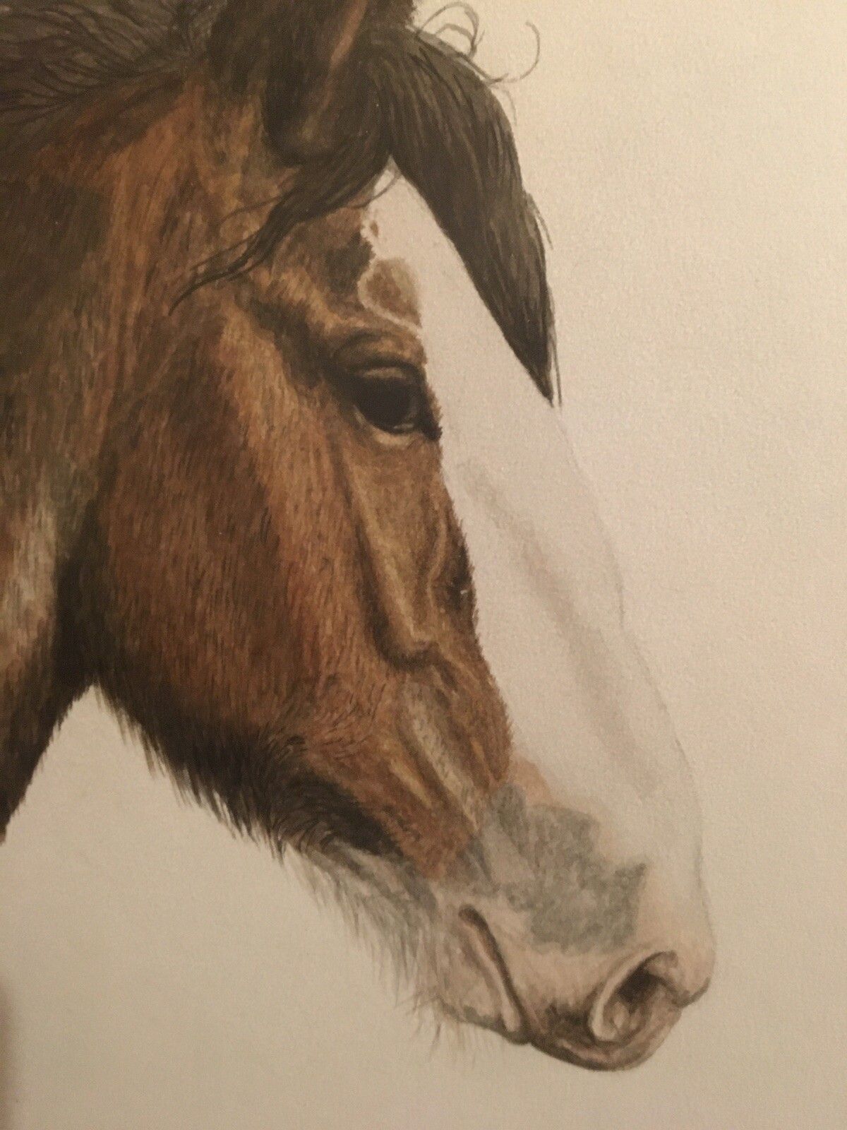 Vintage Original Watercolour Painting Shire Horse 1979 Adrienne Walsh Equestrian photo vintage