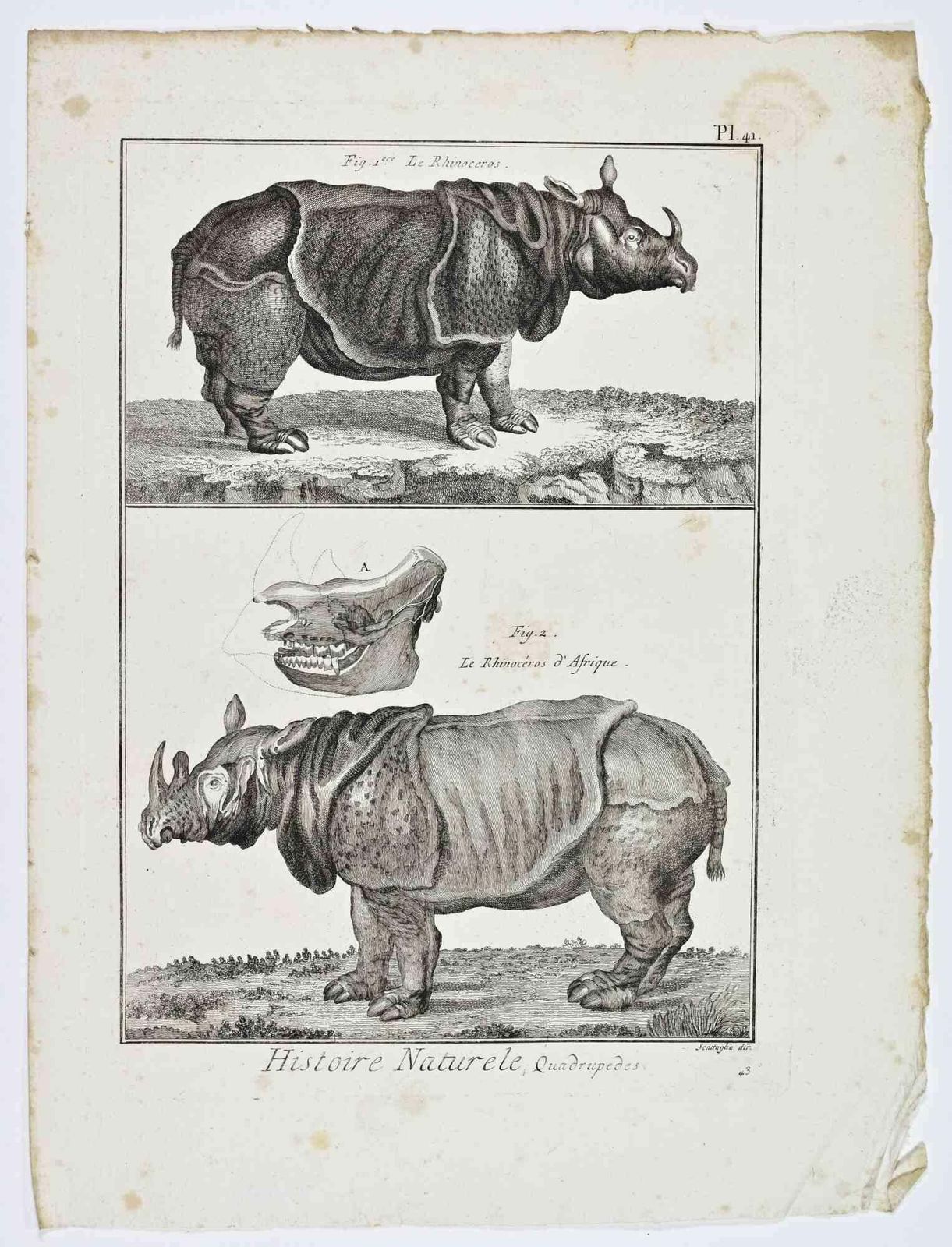 Jacques De Sevele Rhinocéros/Le Rhinocéros D’afrique   Etching By Jacques De Sève 18th Century18th Century