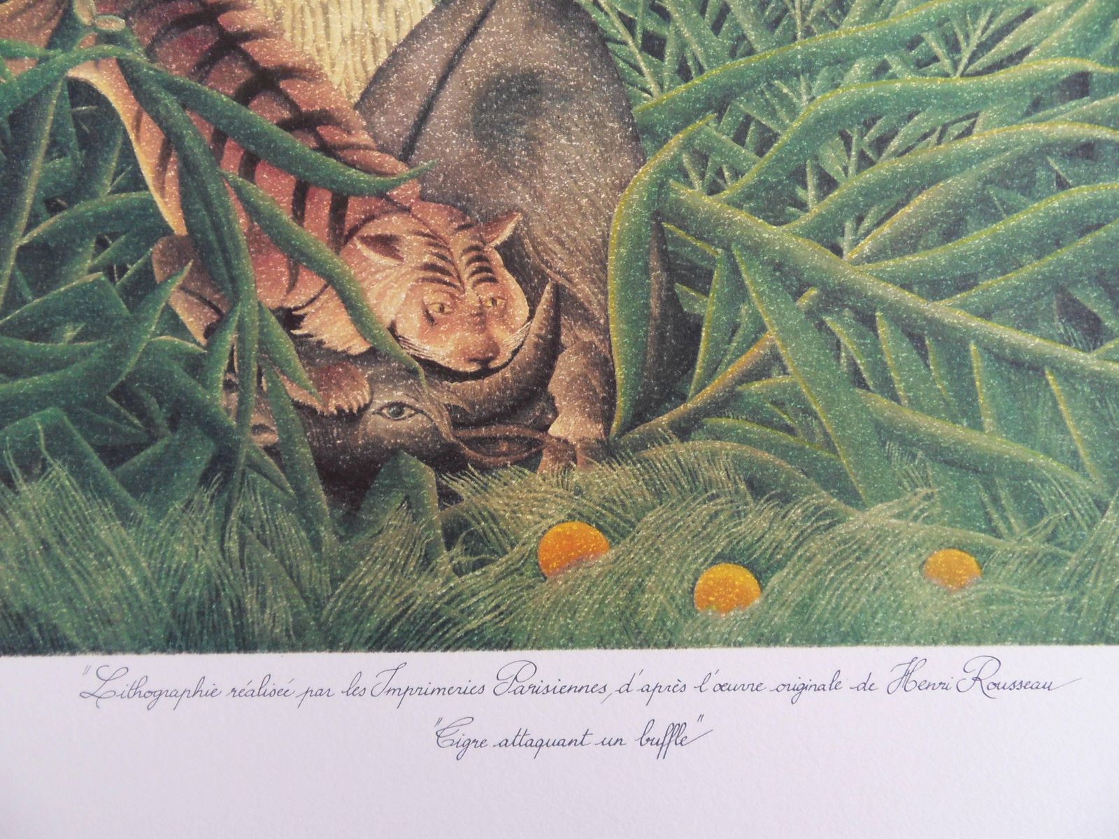 Fight Between A Tiger And A Buffalo   Lithograph   Limited /300ex1976 photo Art