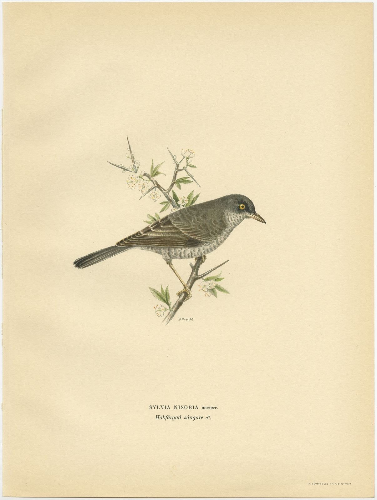Antique Bird Print Of The Barred Warbler By Von Wright (1927)