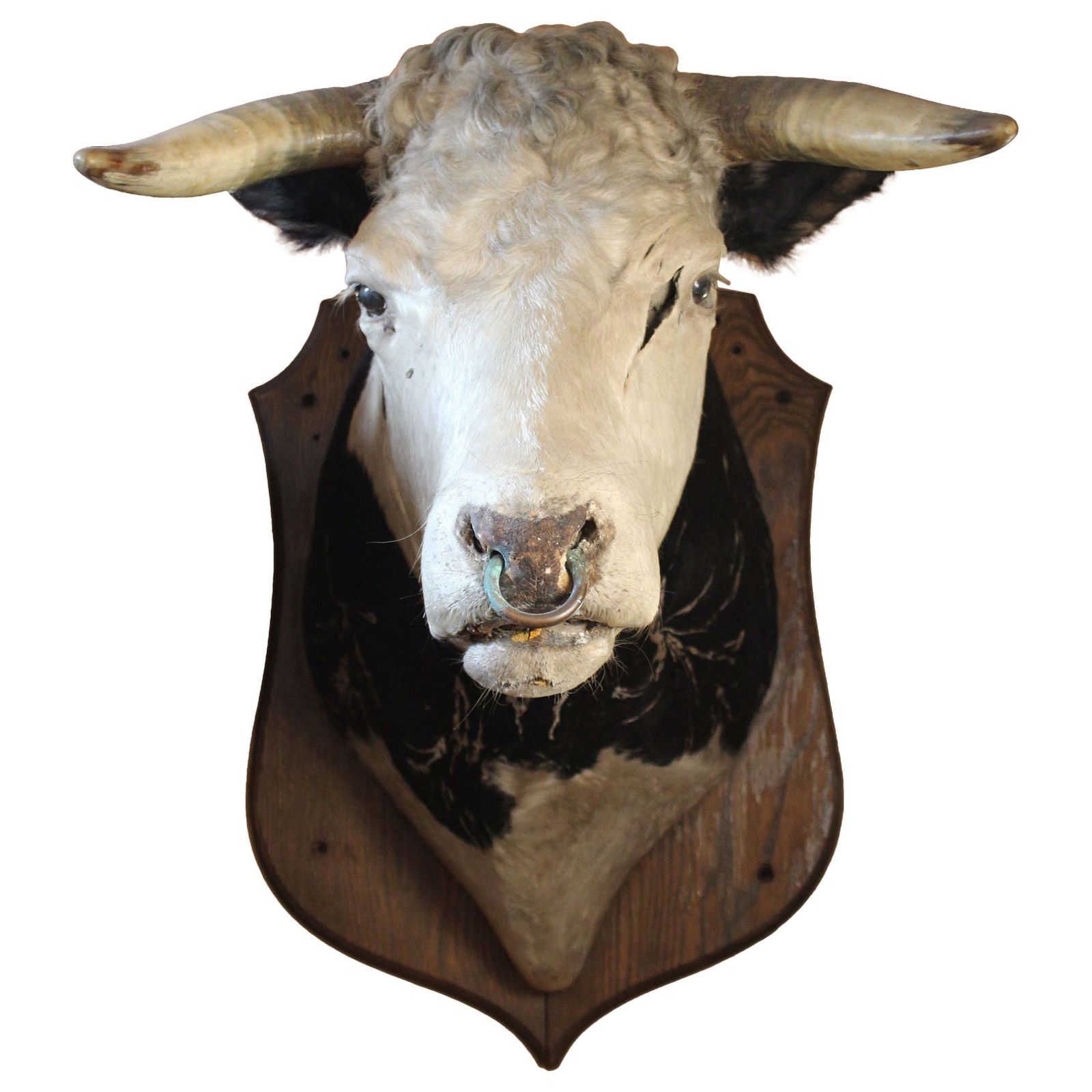 Late 19th Century Huge Holstein Stud Bull Taxidermy Head Mount Country House