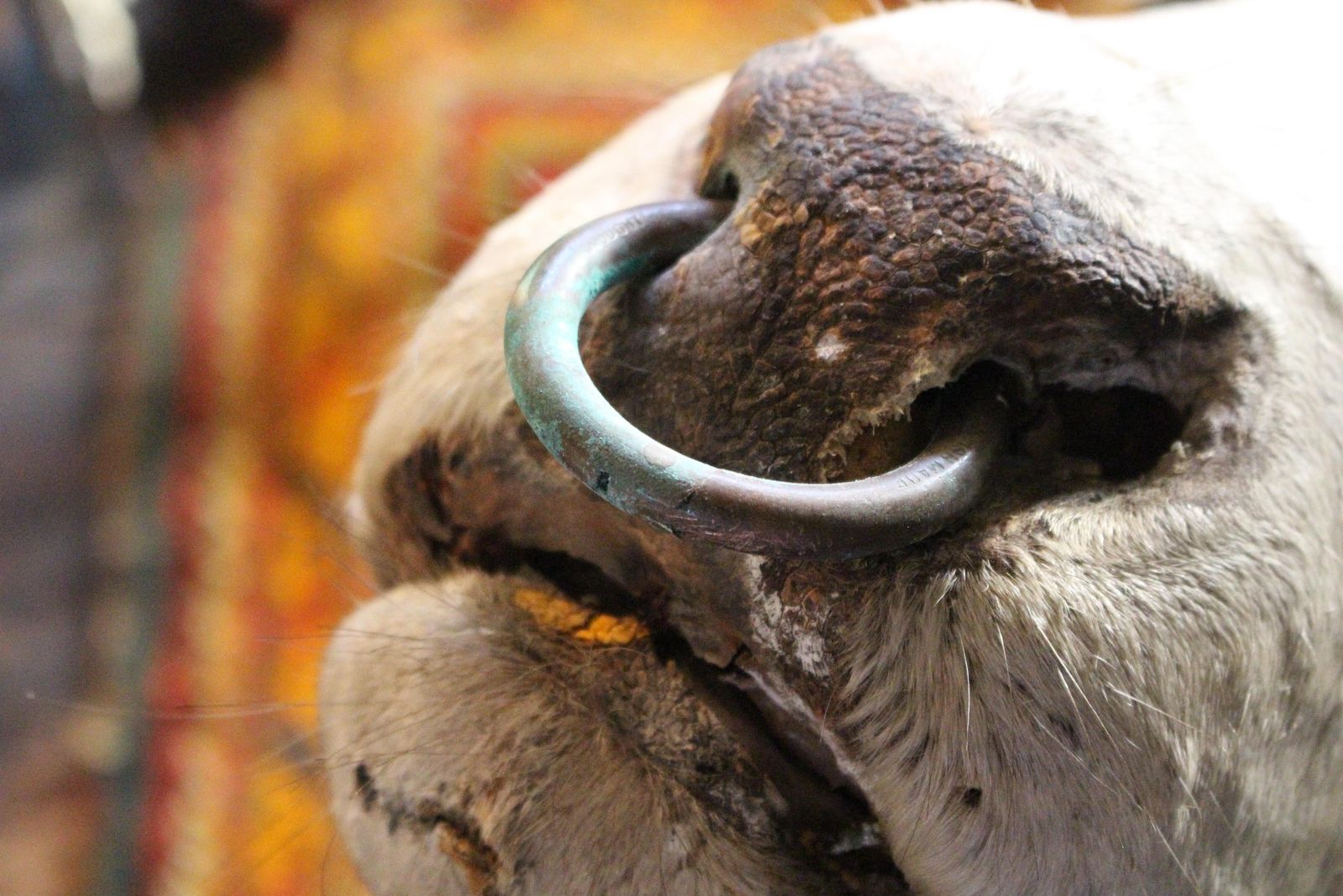 Late 19th Century Huge Holstein Stud Bull Taxidermy Head Mount Country House photo Home Decor