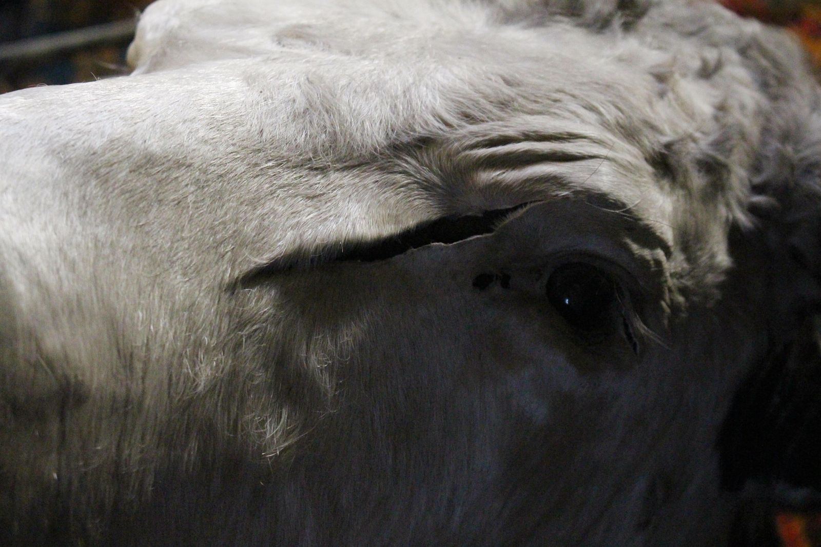 Late 19th Century Huge Holstein Stud Bull Taxidermy Head Mount Country House photo 1295.0