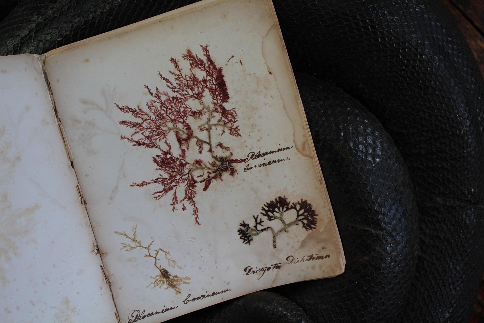19th Century Dried & Foraged Seaweed Specimen Botanical Book Natural History photo furniture