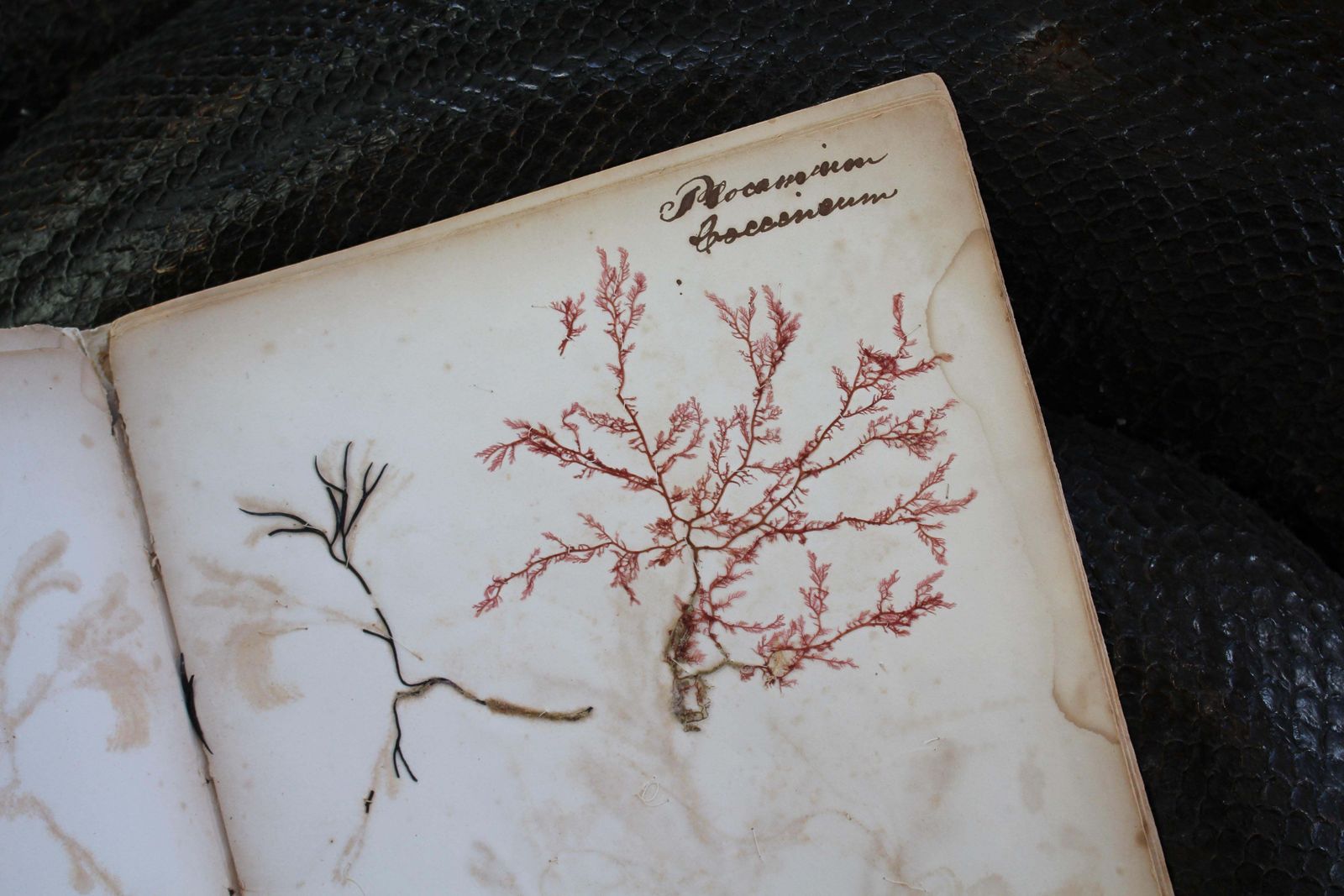 19th Century Dried & Foraged Seaweed Specimen Botanical Book Natural History photo Home Decor