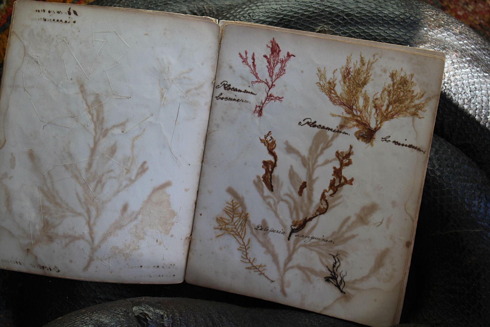 19th Century Dried & Foraged Seaweed Specimen Botanical Book Natural History photo 595.0