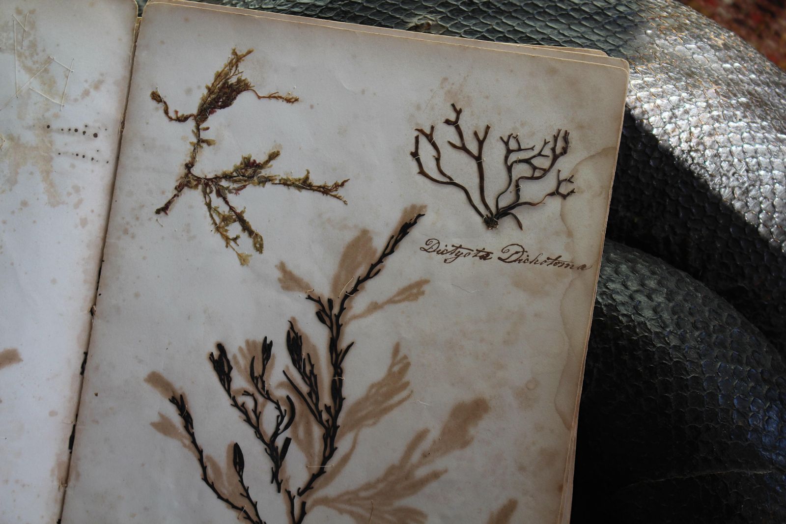 19th Century Dried & Foraged Seaweed Specimen Botanical Book Natural History photo buy