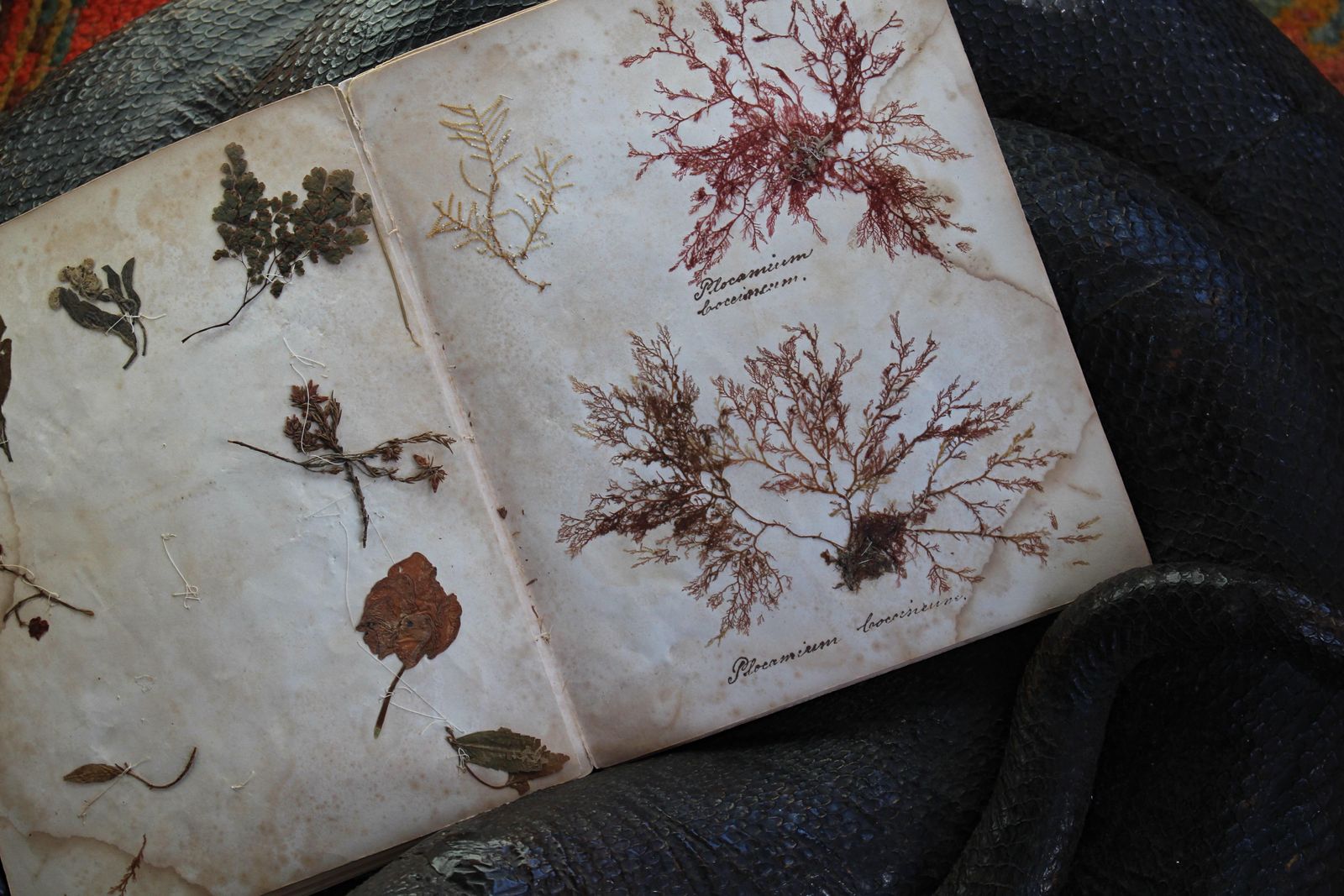 photo for sale 19th Century Dried & Foraged Seaweed Specimen Botanical Book Natural History