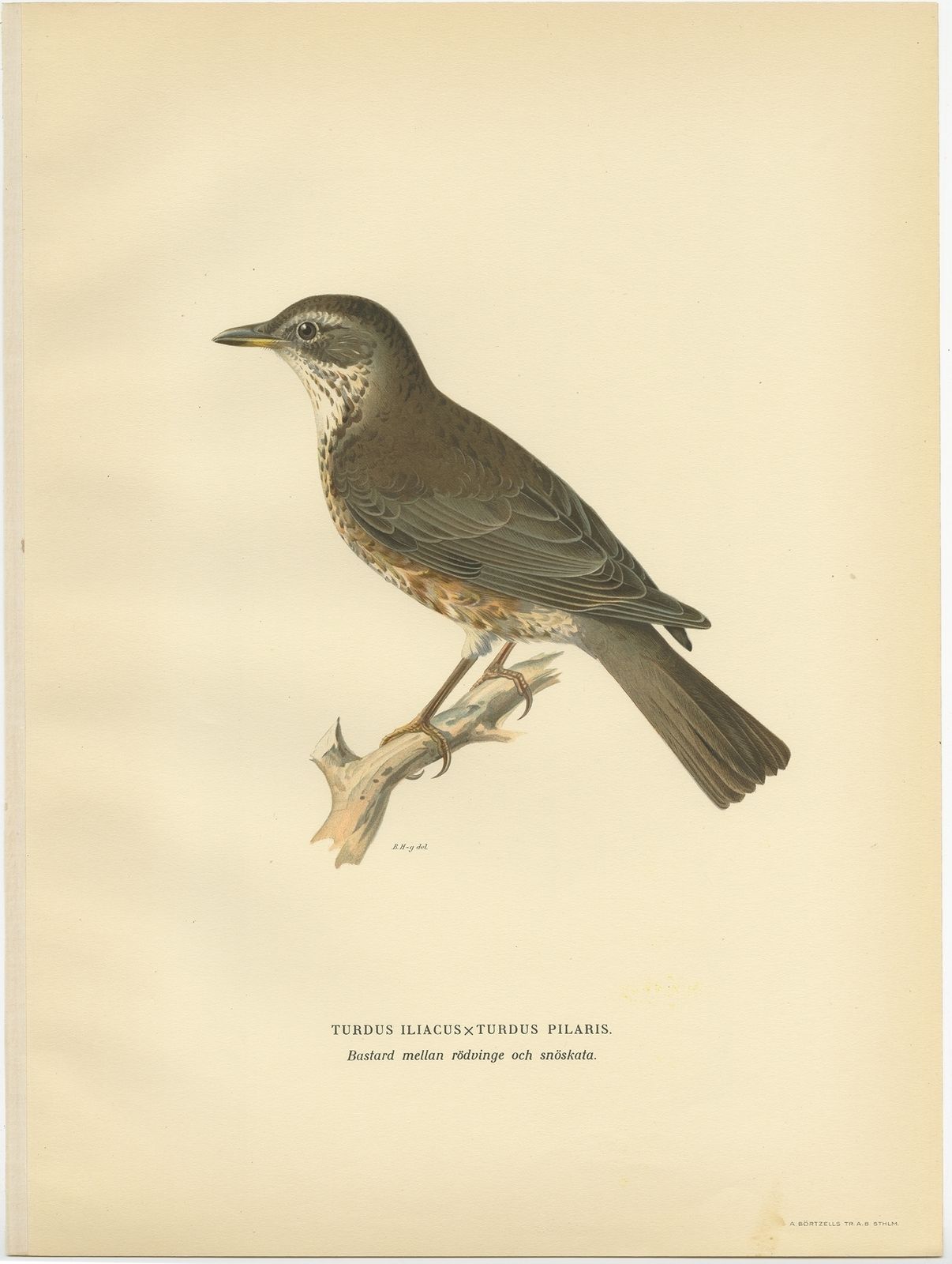 Antique Bird Print Of The Hybrid Of The Fieldfare And The Song Thrush By Von Wright (1927)