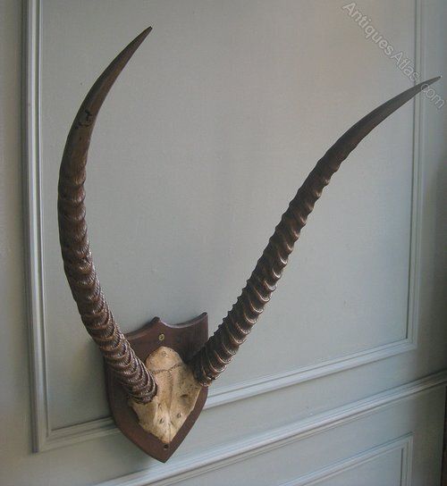 Trio Of Victorian Mounted Horns photo Home Decor