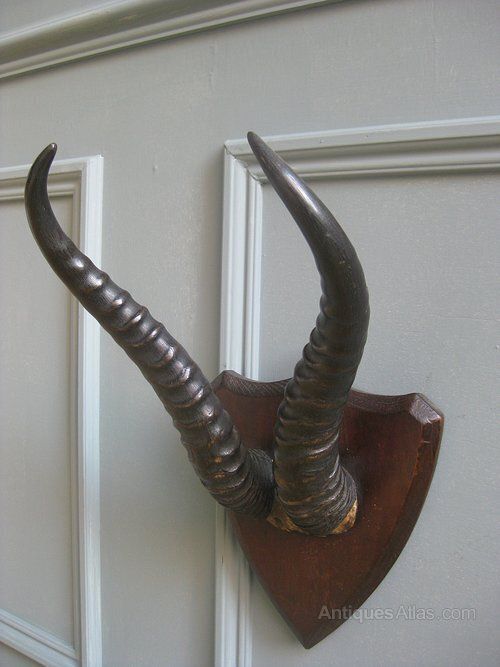 Trio Of Victorian Mounted Horns photo vinterior