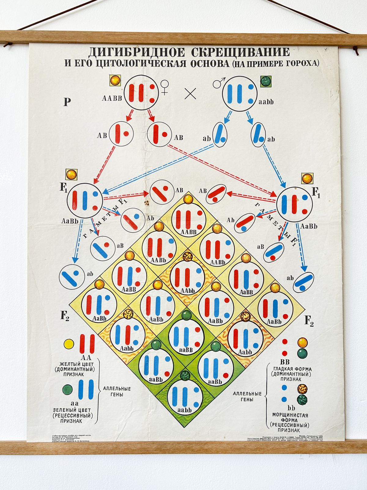 1978 Original Soviet Vintage Biology School Chart "Dihybrid Cross In Pea Plants" Paper On Linen, Ussr Educational Diagram