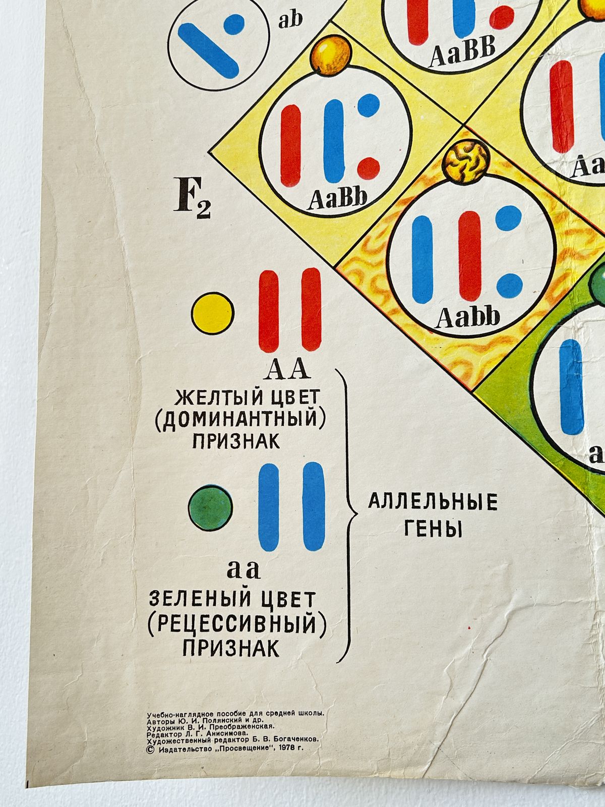 1978 Original Soviet Vintage Biology School Chart "Dihybrid Cross In Pea Plants" Paper On Linen, Ussr Educational Diagram photo for sale