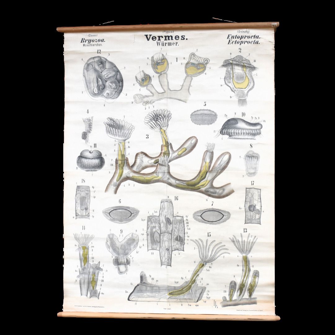 Antique 1880 34 Leuckart Nitches Fischer Entoprocta Scientific Wall Chart Poster photo buy