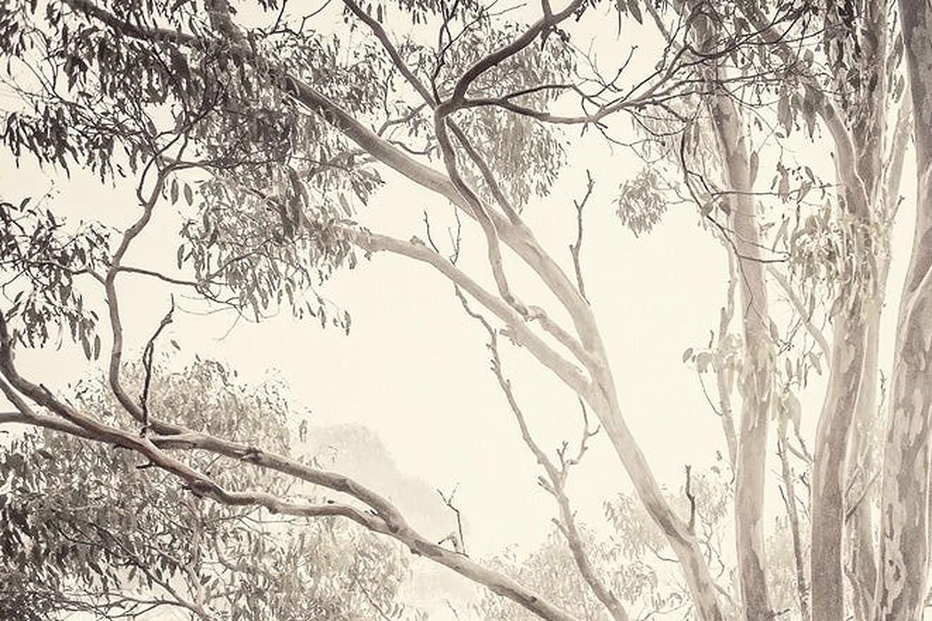 Morgan Silk Eucalyptus I   Tasmanian Natural Landscape Australian Environment Photography 2013 photo Art