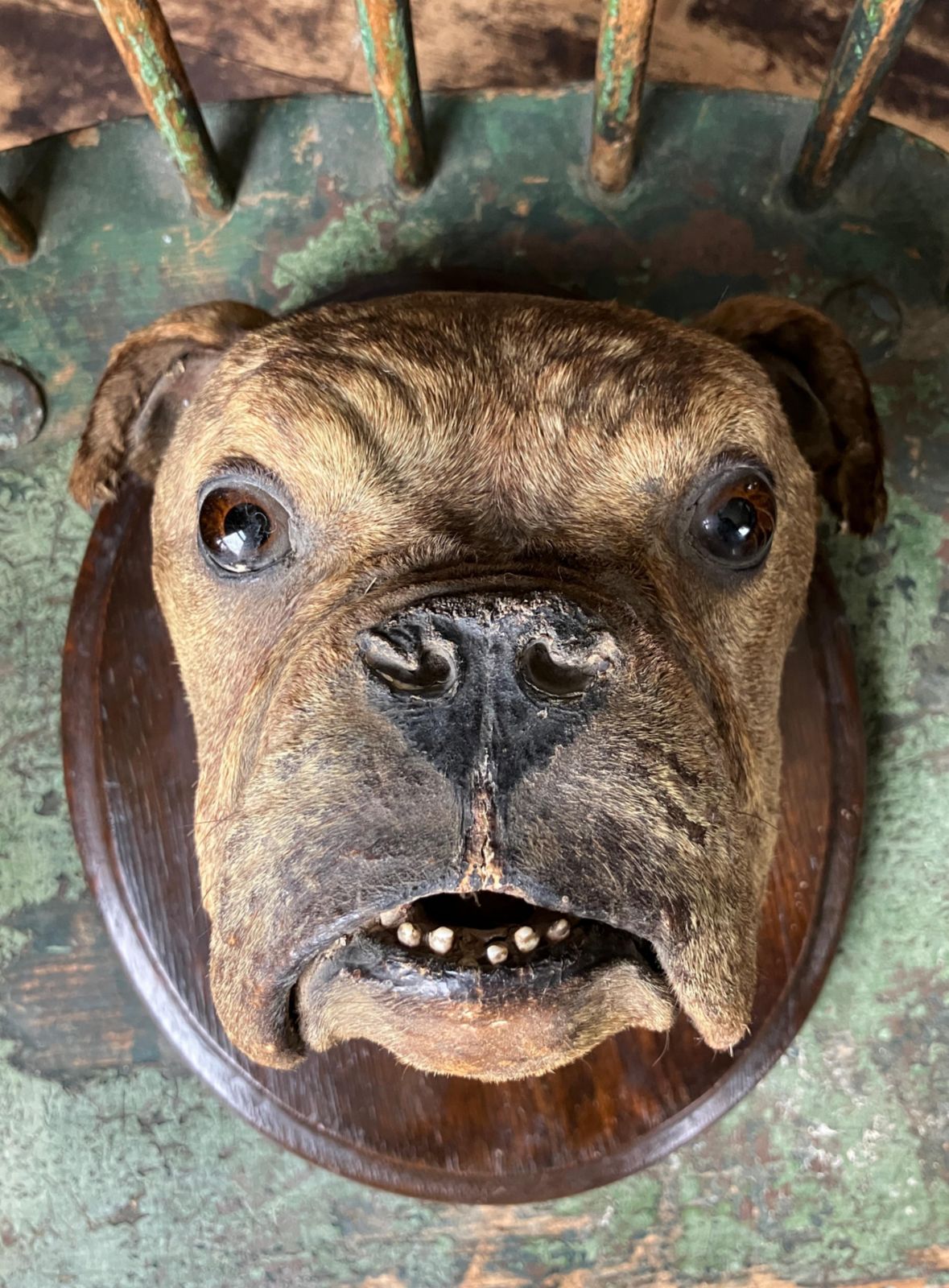 photo furniture 19th Century English Bulldog Taxidermy Head Mount Country House