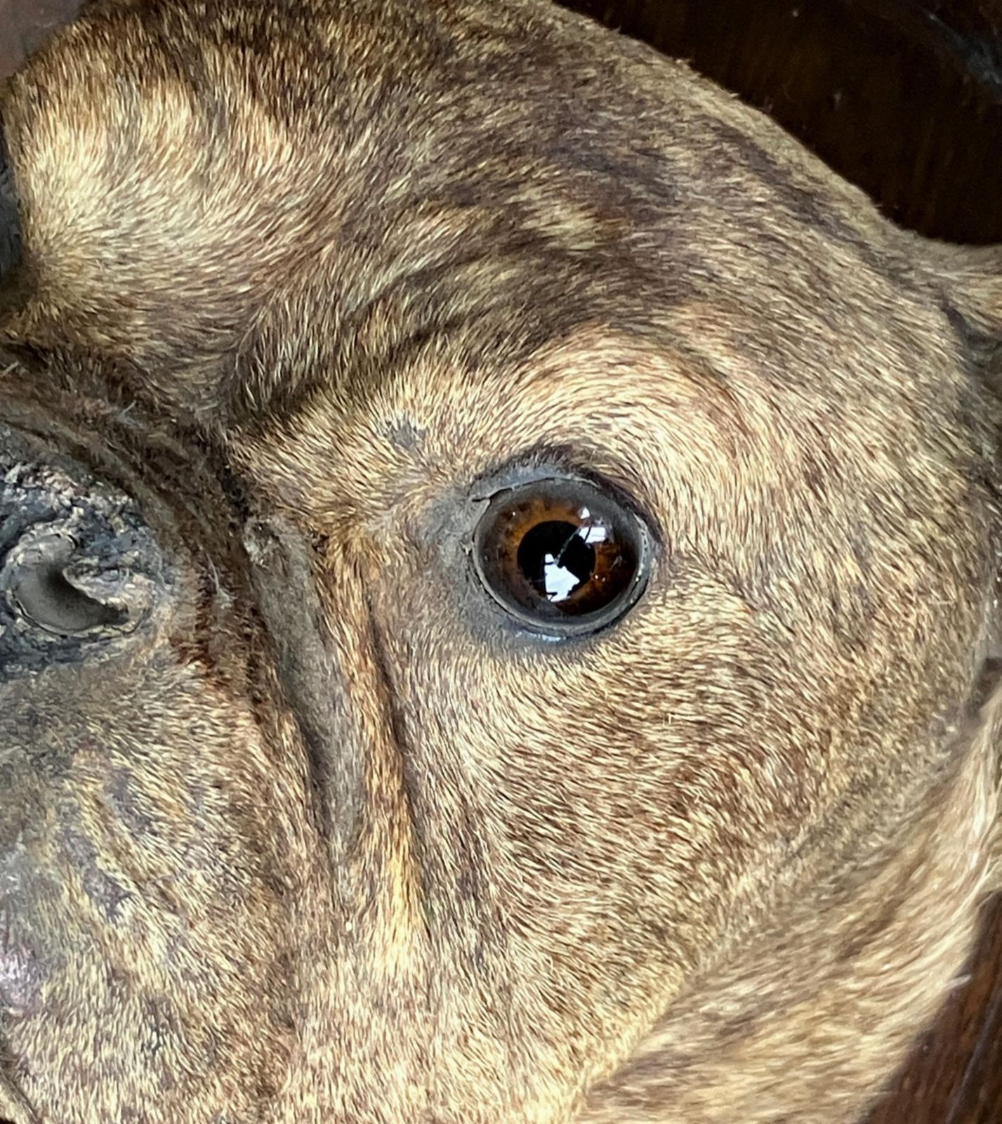 Home Decor 19th Century English Bulldog Taxidermy Head Mount Country House photo