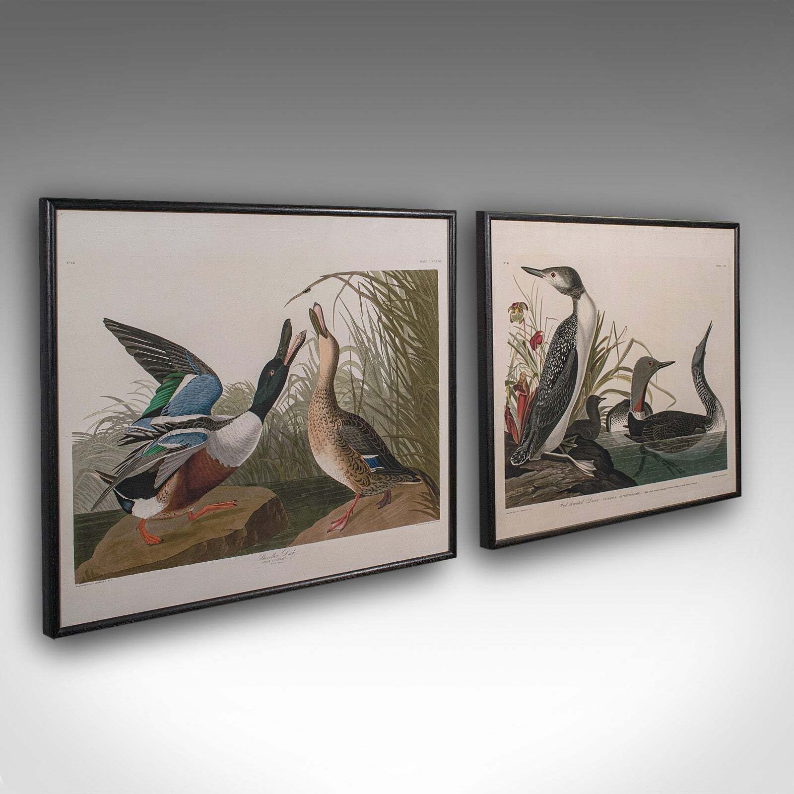 Pair Of Vintage Duck Pictures, English, Framed Print, After Audubon, Art, C.1980