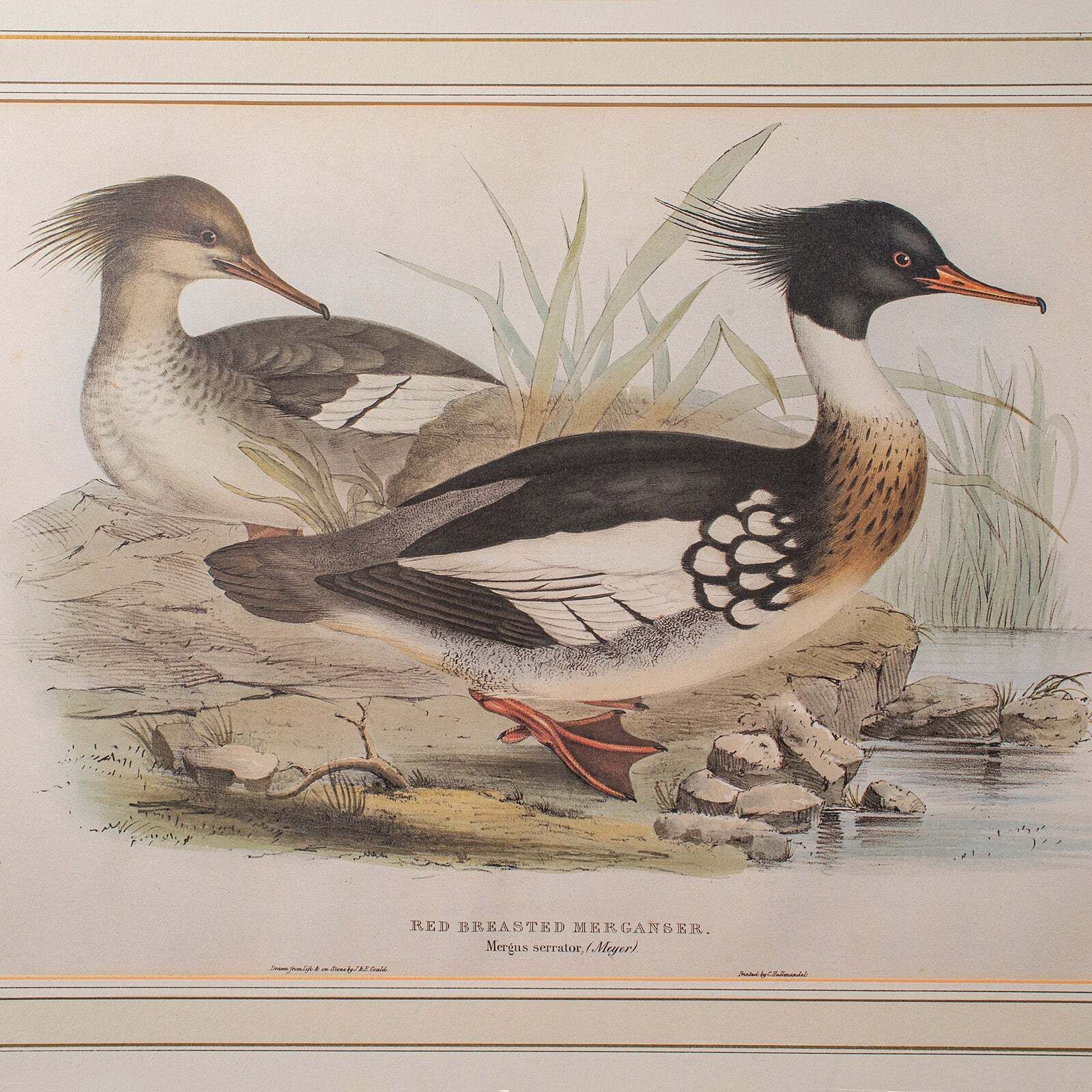Pair Of Antique Duck Pictures, Framed Wildlife Art Prints, Lithograph, Victorian photo 1320.0