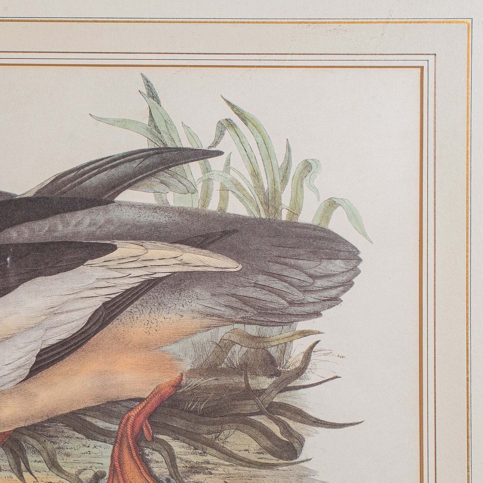 photo for sale Pair Of Antique Duck Pictures, Framed Wildlife Art Prints, Lithograph, Victorian