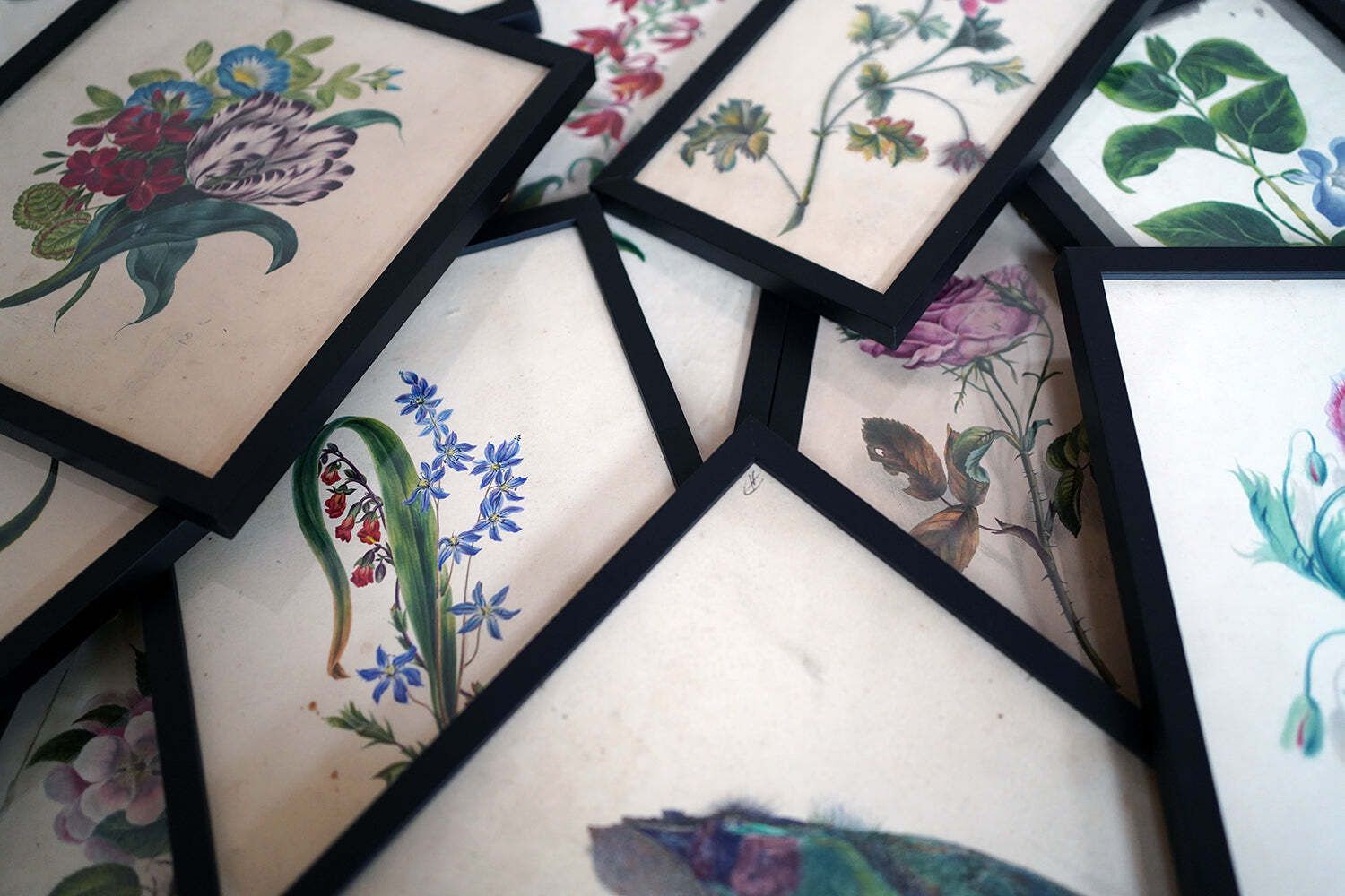 A Group Of Twelve Framed Late 19thc Botanical Watercolours C.1900 photo Art
