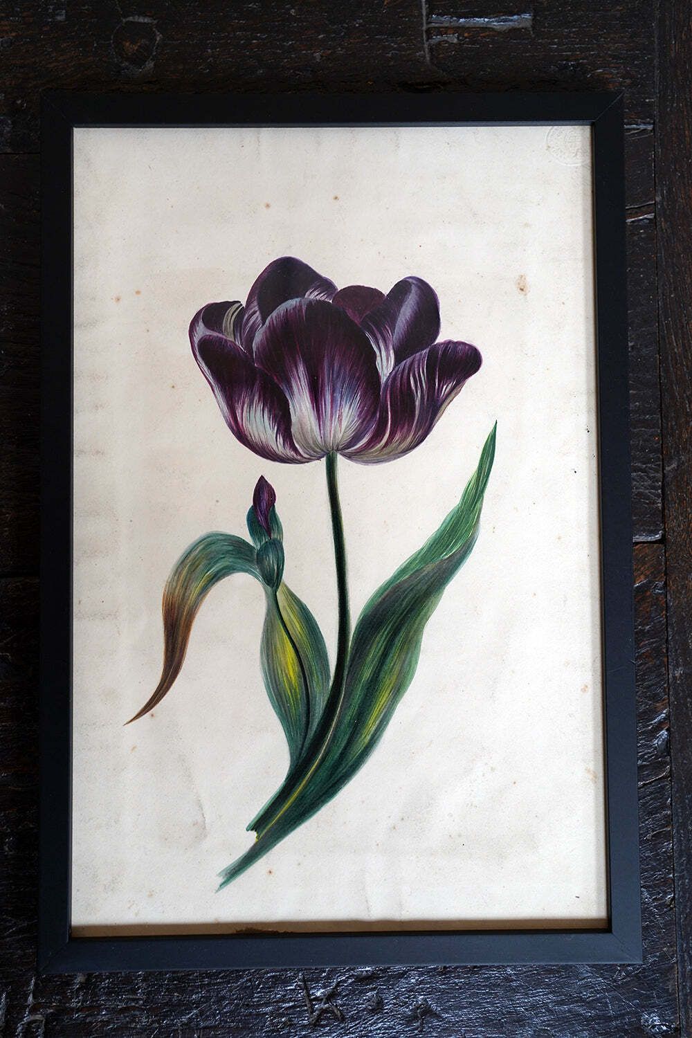 Art A Group Of Twelve Framed Late 19thc Botanical Watercolours C.1900 photo