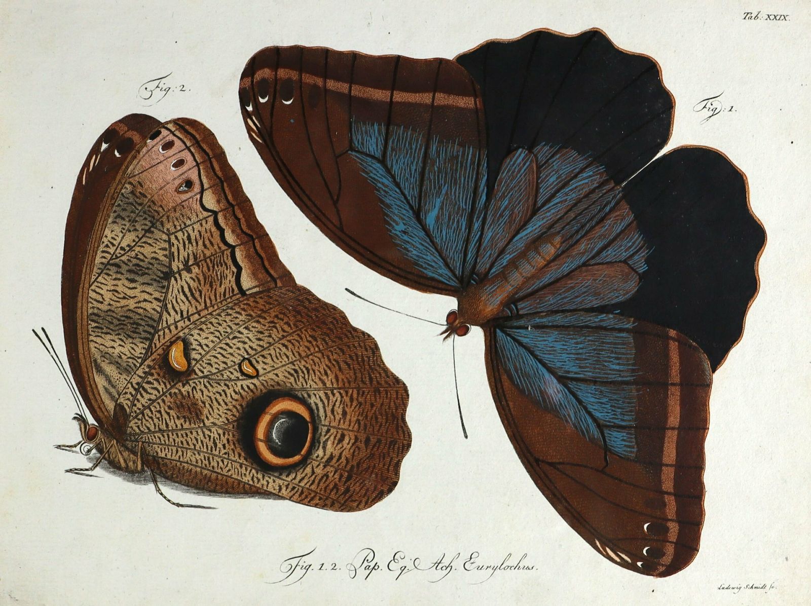 Set Of Three Exceptional Carl Gustav Jablonsky Coloured Butterfly Engravings photo furniture