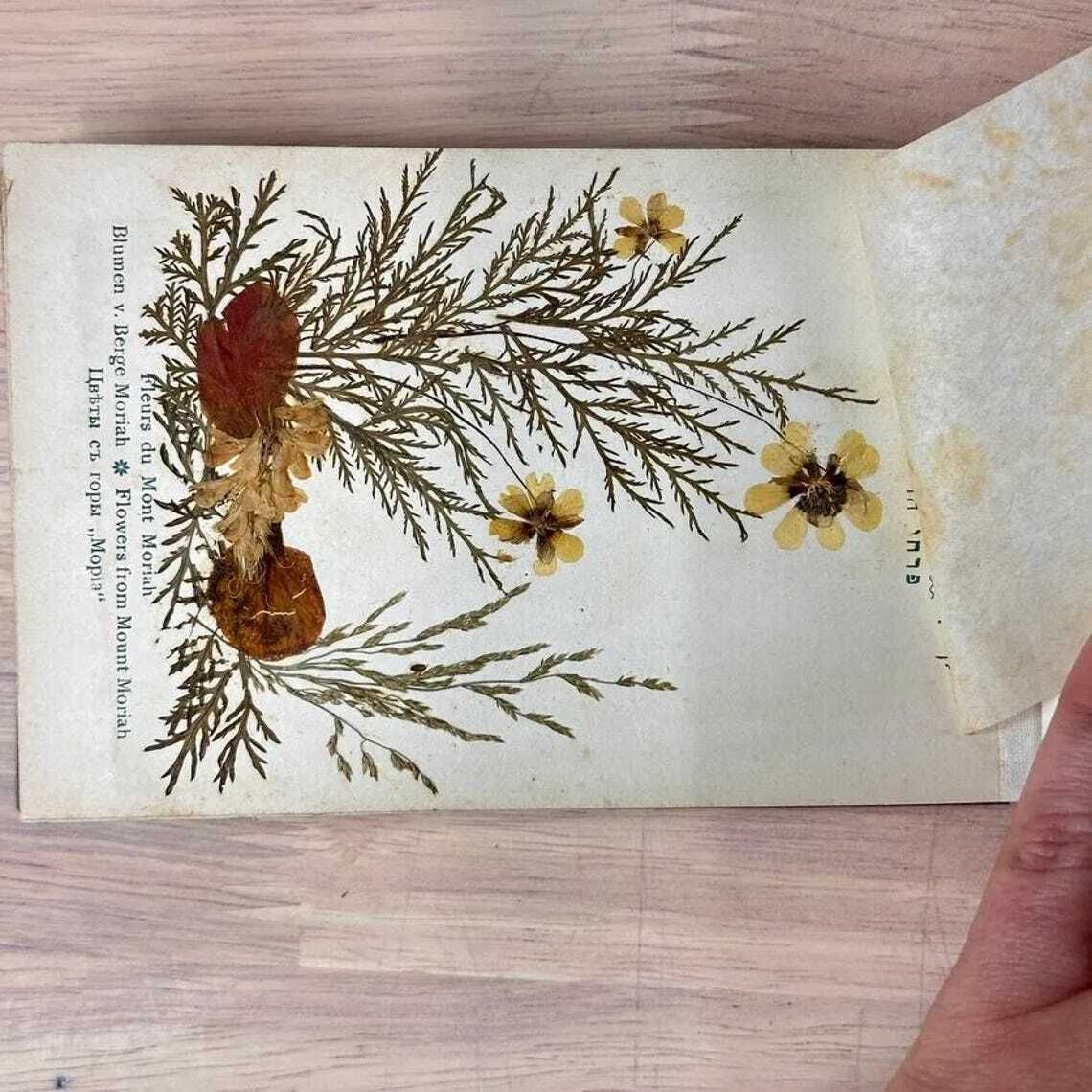 photo vinterior Antique Olive Wood Holy Land Flower Book C1910 Jerusalem Herbarium Views Judaica
