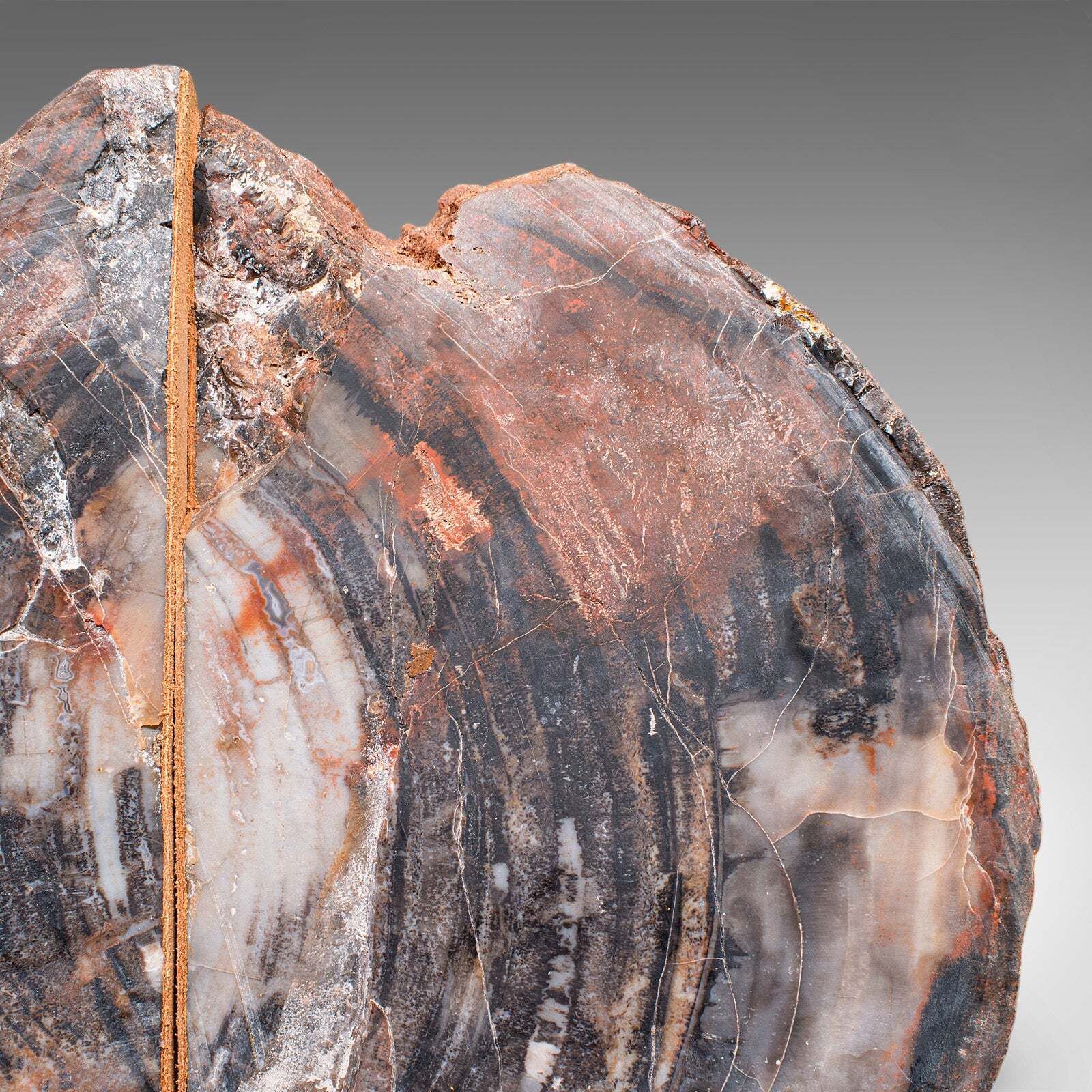912.0 Pair Of Prehistoric Large Volume Bookends, Petrified Wood, Book Rest, Geological photo