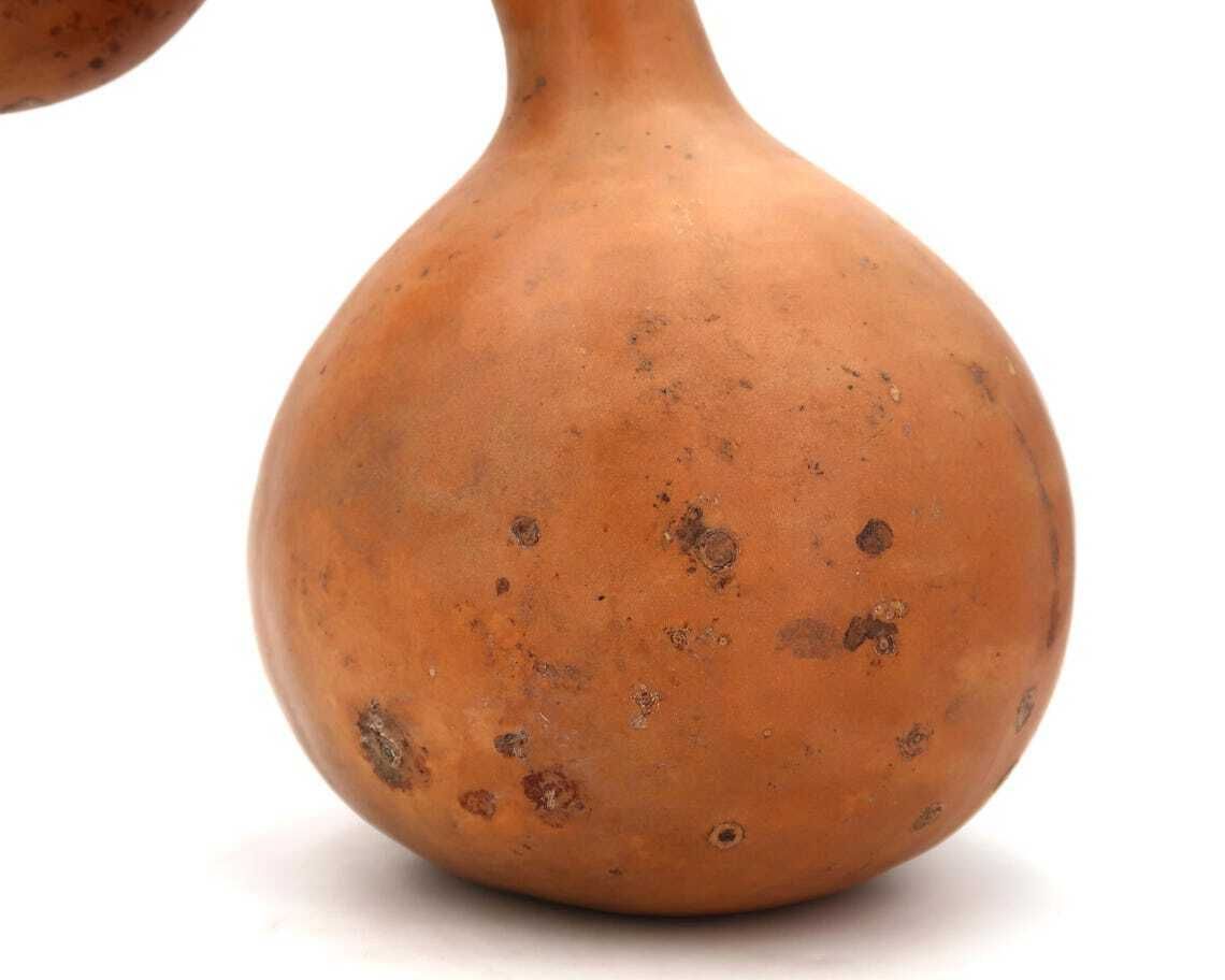 Large French Dried Gourd 1950s Home Decor Wood  Country Rustic Farm Nature Natural Folk Art Farmhouse Giant Vegetable photo buy