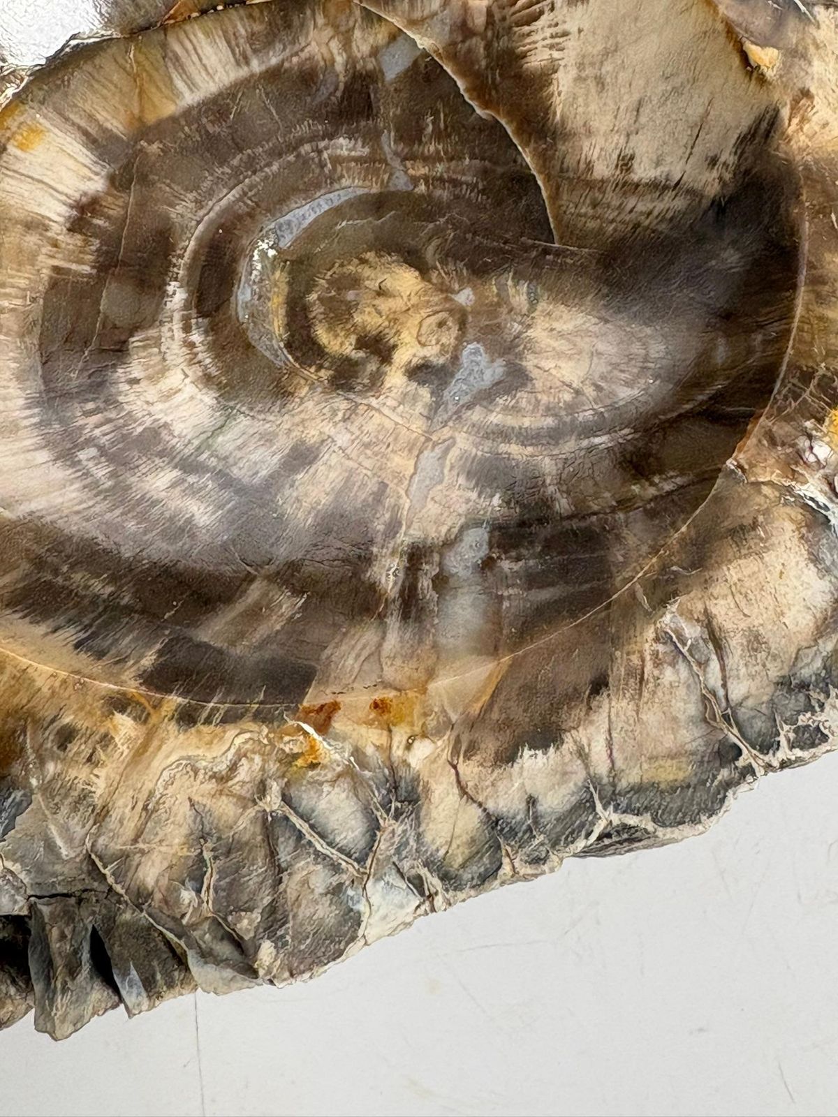 Ashtray Made Of Fossilized Wood, France, 19th photo vinterior
