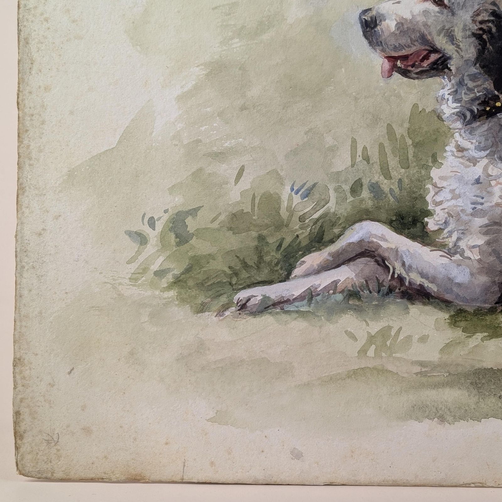 Large Mid Century Watercolor Sheepdog Portrait: Original 1930s Animal Painting On Textured Paper photo 200.0