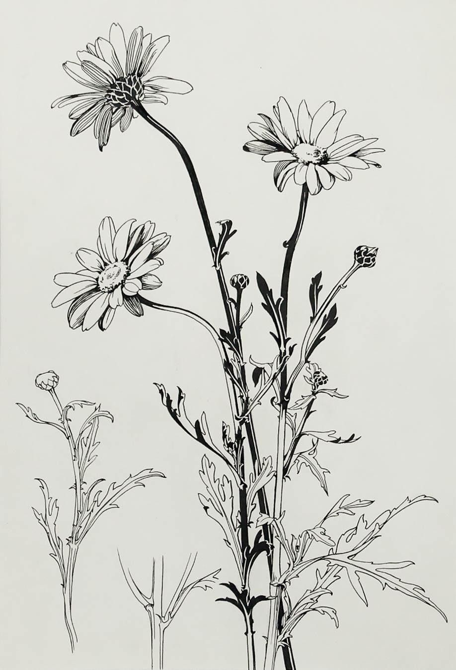 Attrib. Sylvan G. Boxsius (1878 1941) Pen And Ink Drawing, Oxeye Daisies photo furniture