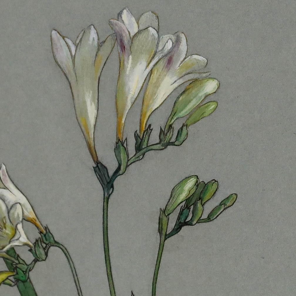 Attrib. Sylvan G. Boxsius Pen And Ink Drawing, Friesia Refracta Alba photo vinterior