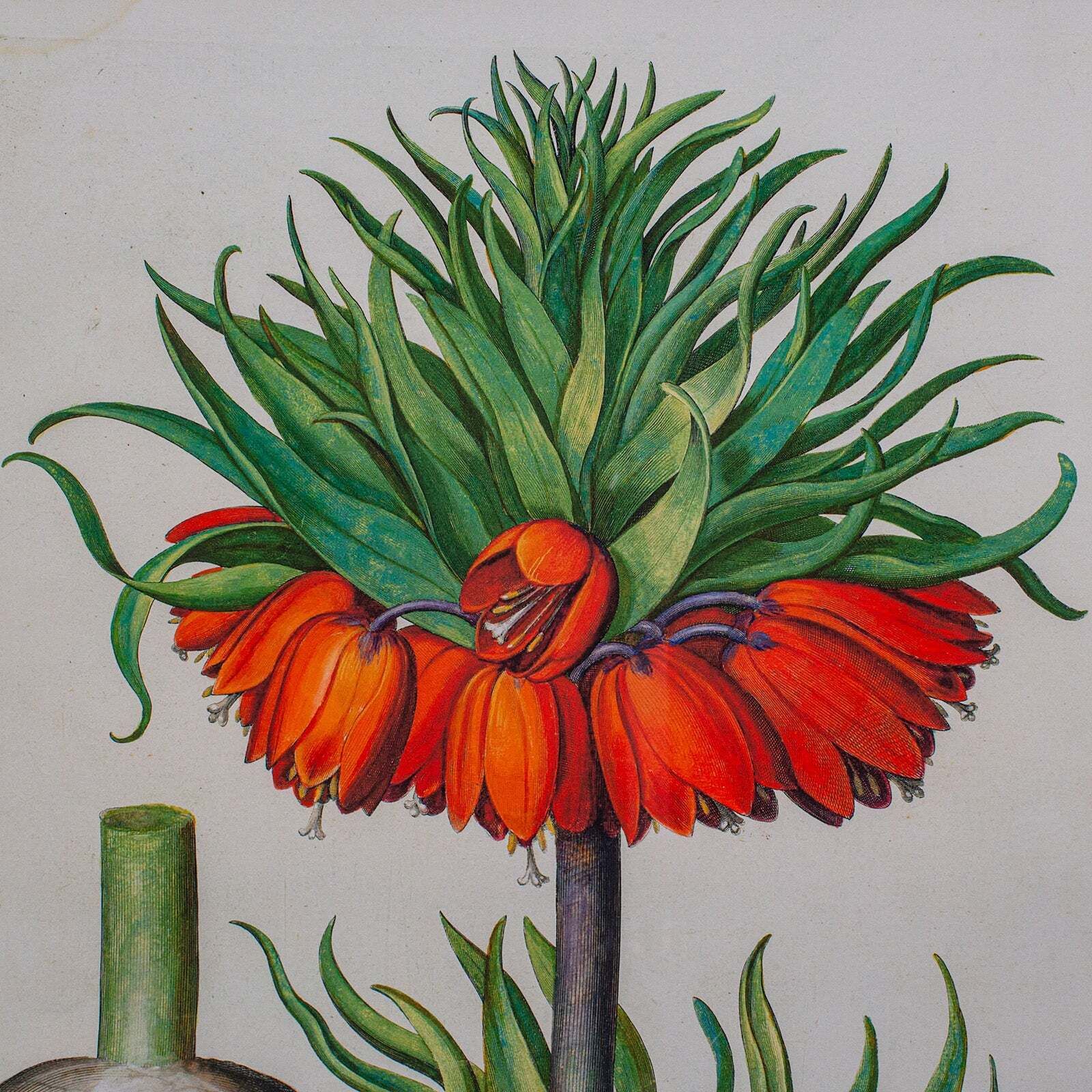 photo furniture Pair Of Vintage Botanical Pictures, Framed Print, After Besler, Art, Circa 1980