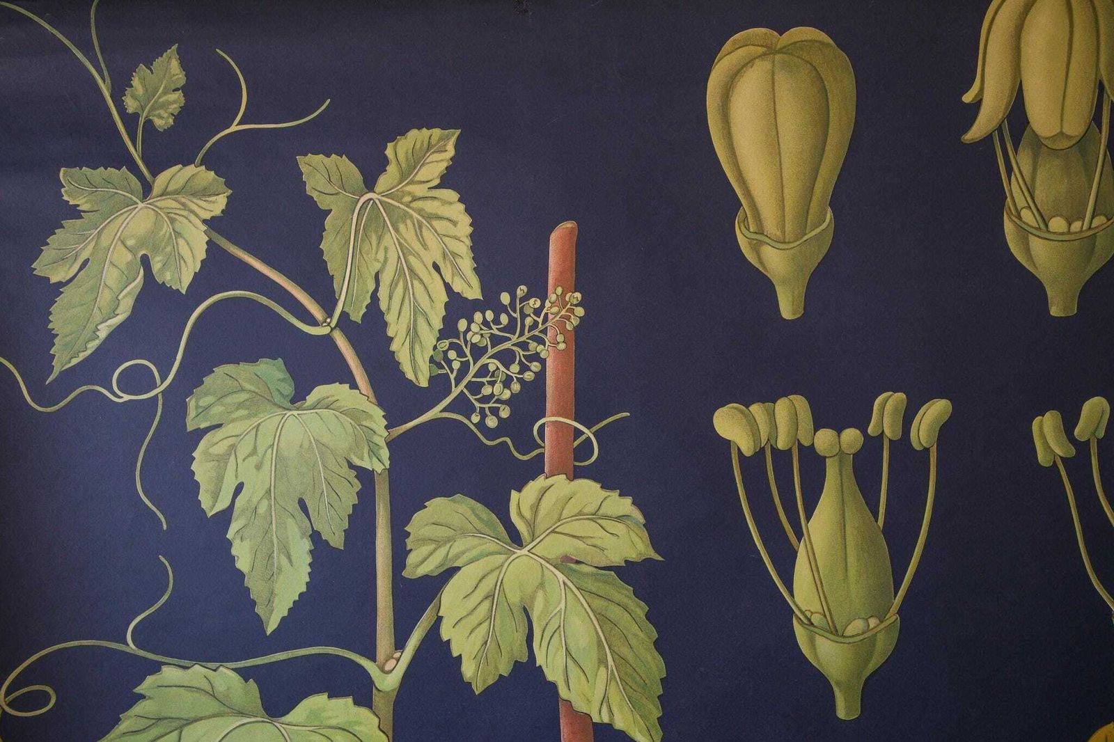 Original Botanical Vintage German School Wall Chart Grapes Vines Botany Beautiful Rare Jung Koch Quentell photo furniture