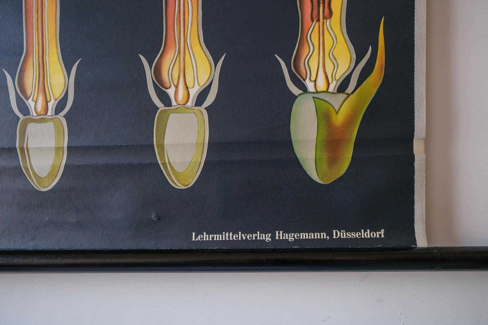 Original Botanical Vintage German School Wall Chart Sunflower Botany Beautiful Rare Jung Koch Quentell photo furniture