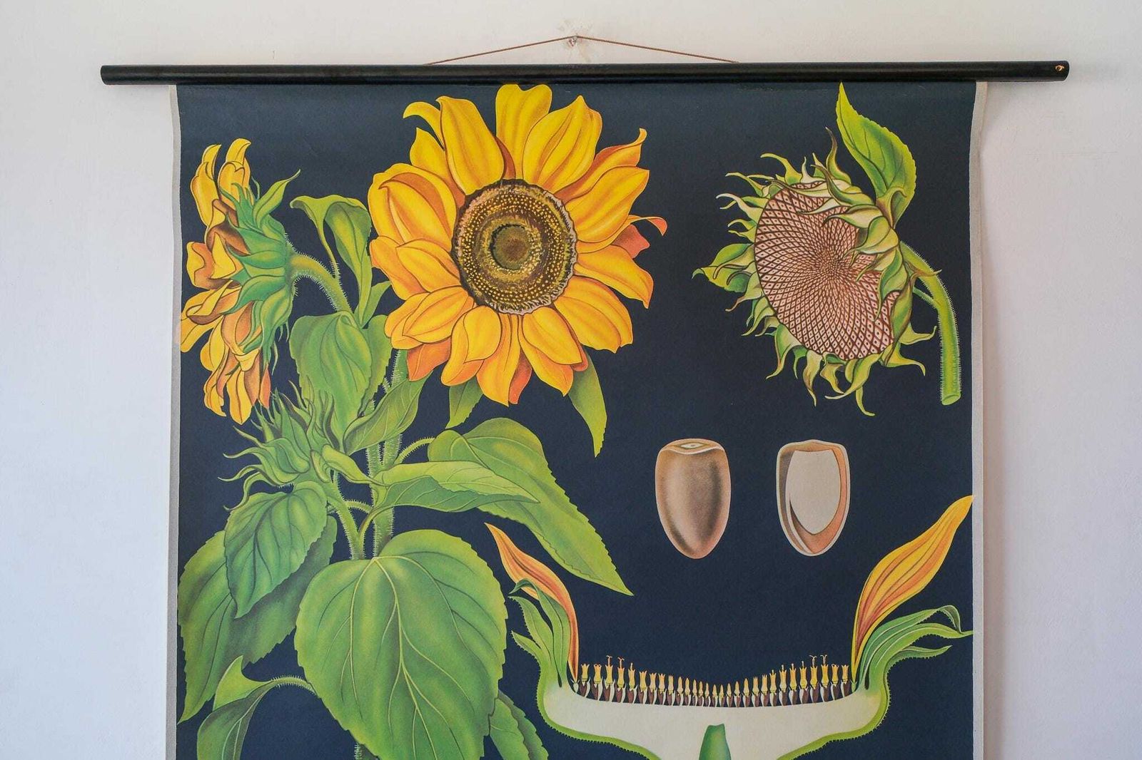 Original Botanical Vintage German School Wall Chart Sunflower Botany Beautiful Rare Jung Koch Quentell photo for sale