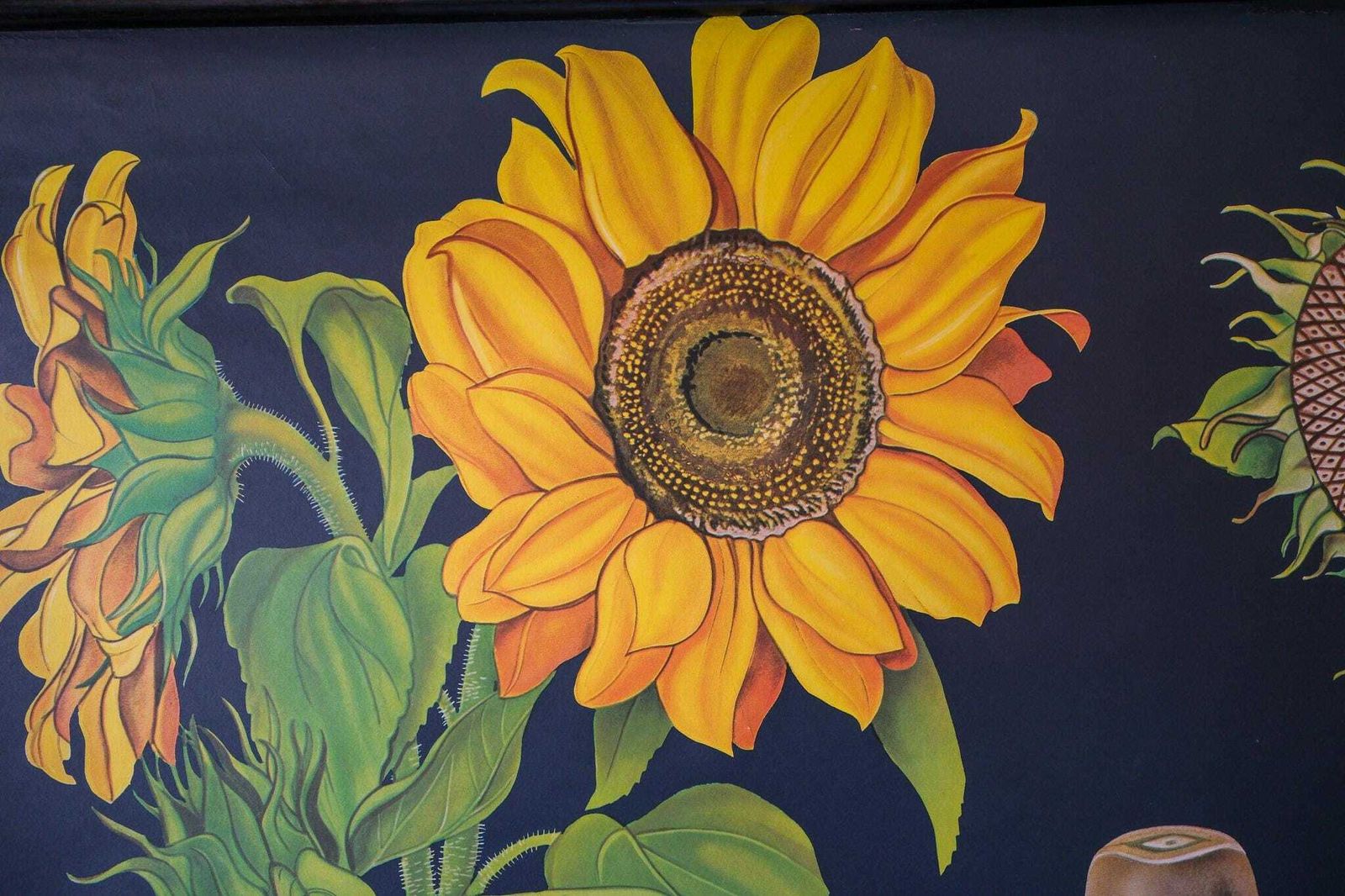 Original Botanical Vintage German School Wall Chart Sunflower Botany Beautiful Rare Jung Koch Quentell photo 193.0