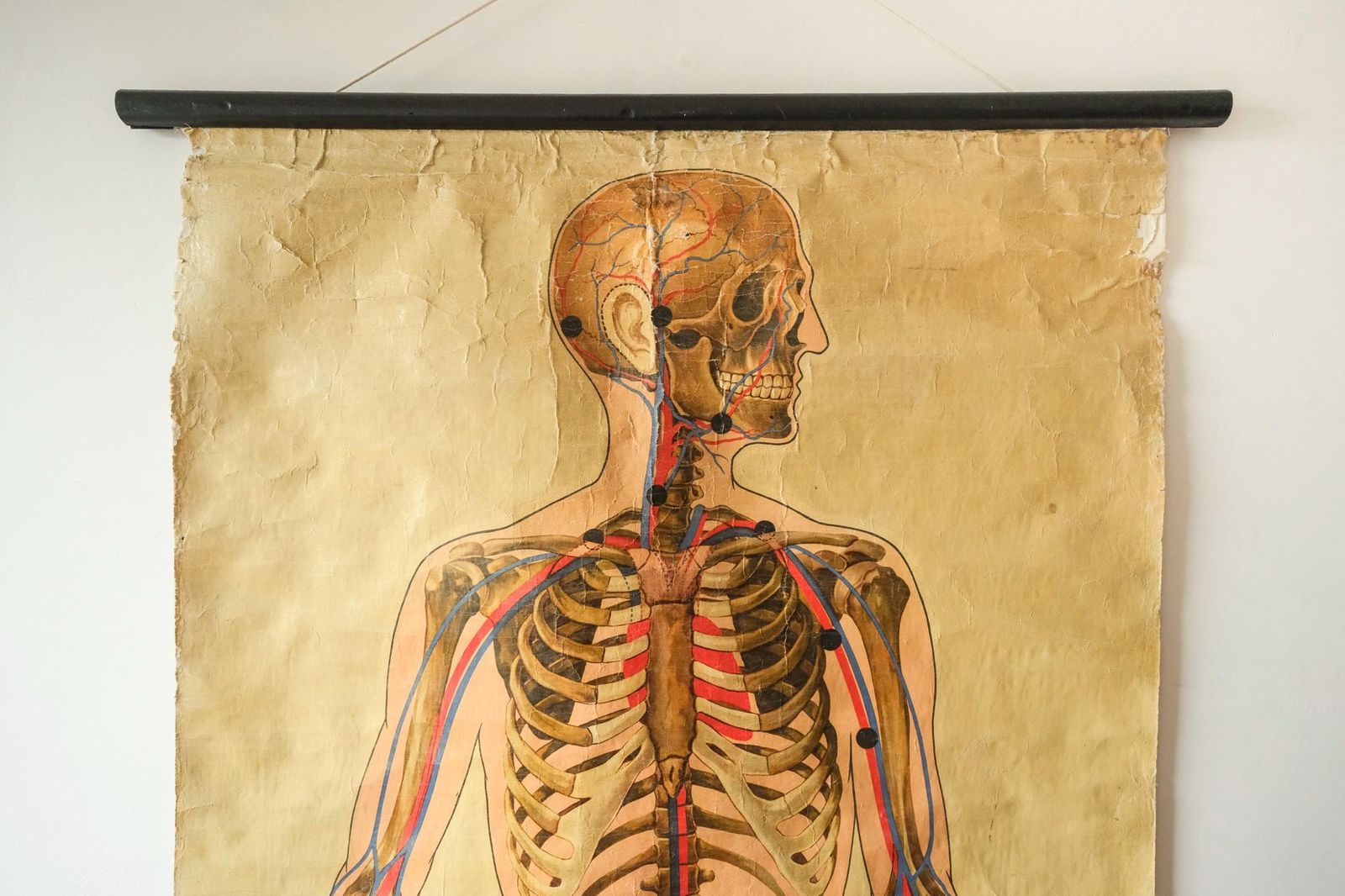 Original Anatomical Vintage British Educational School Wall Chart Human Skeleton St John's Ambulance J Teck Full Length Anatomy Science photo for sale