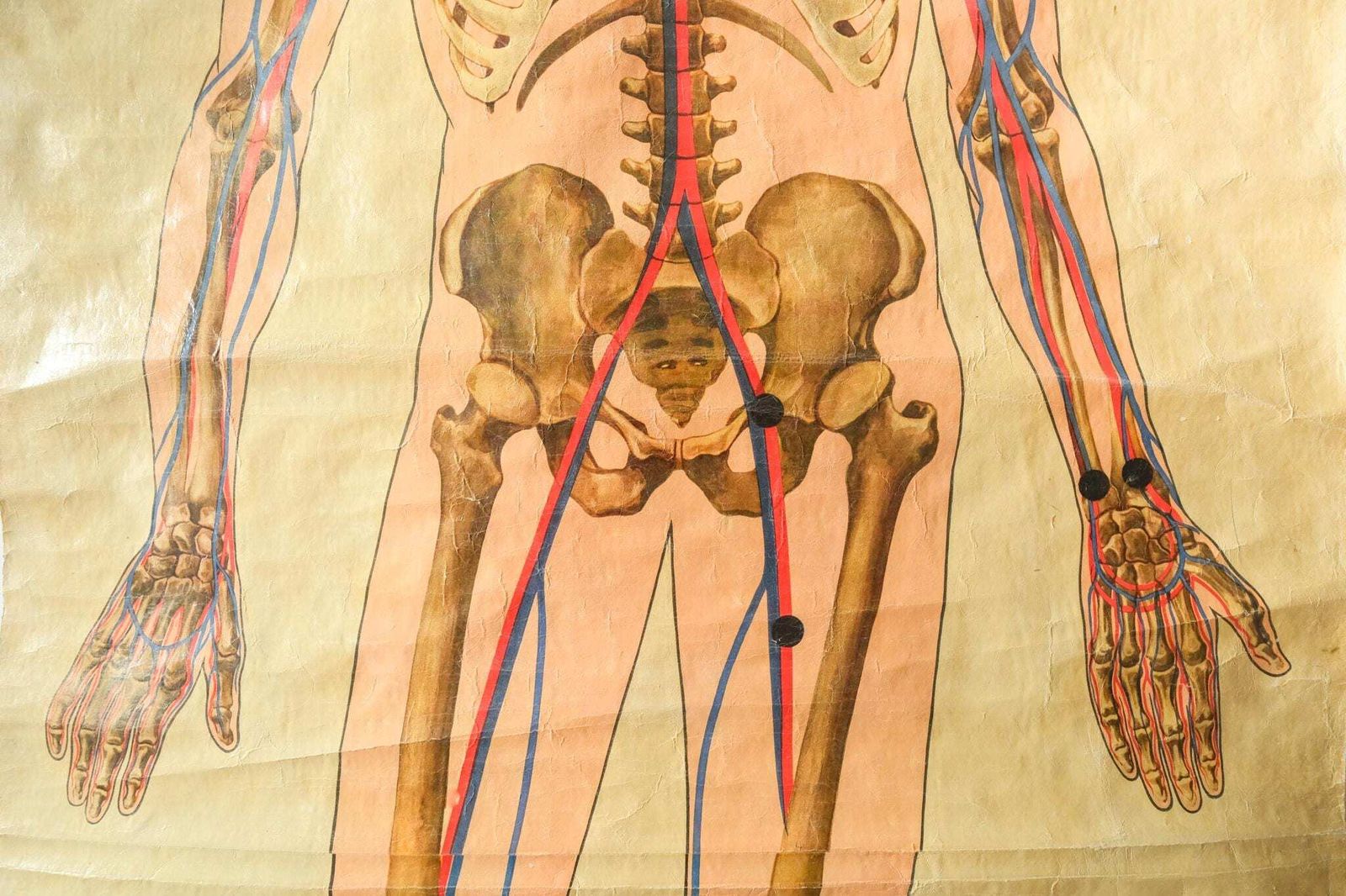 Original Anatomical Vintage British Educational School Wall Chart Human Skeleton St John's Ambulance J Teck Full Length Anatomy Science photo 298.0