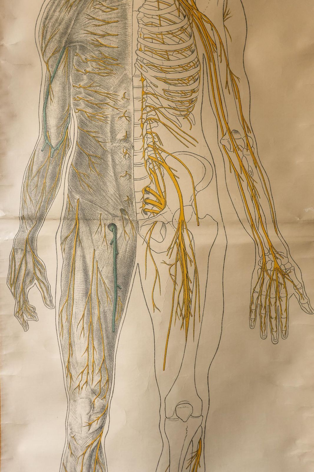 Original Anatomical Vintage Dutch Educational School Wall Chart Human Nervous System Skeleton Prof Barge Full Length Anatomy Beautiful Rare photo for sale