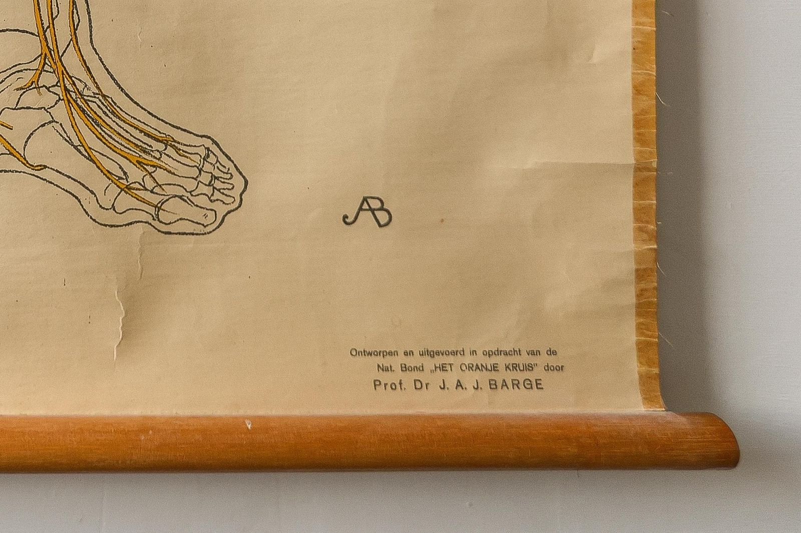 Original Anatomical Vintage Dutch Educational School Wall Chart Human Nervous System Skeleton Prof Barge Full Length Anatomy Beautiful Rare photo 246.0