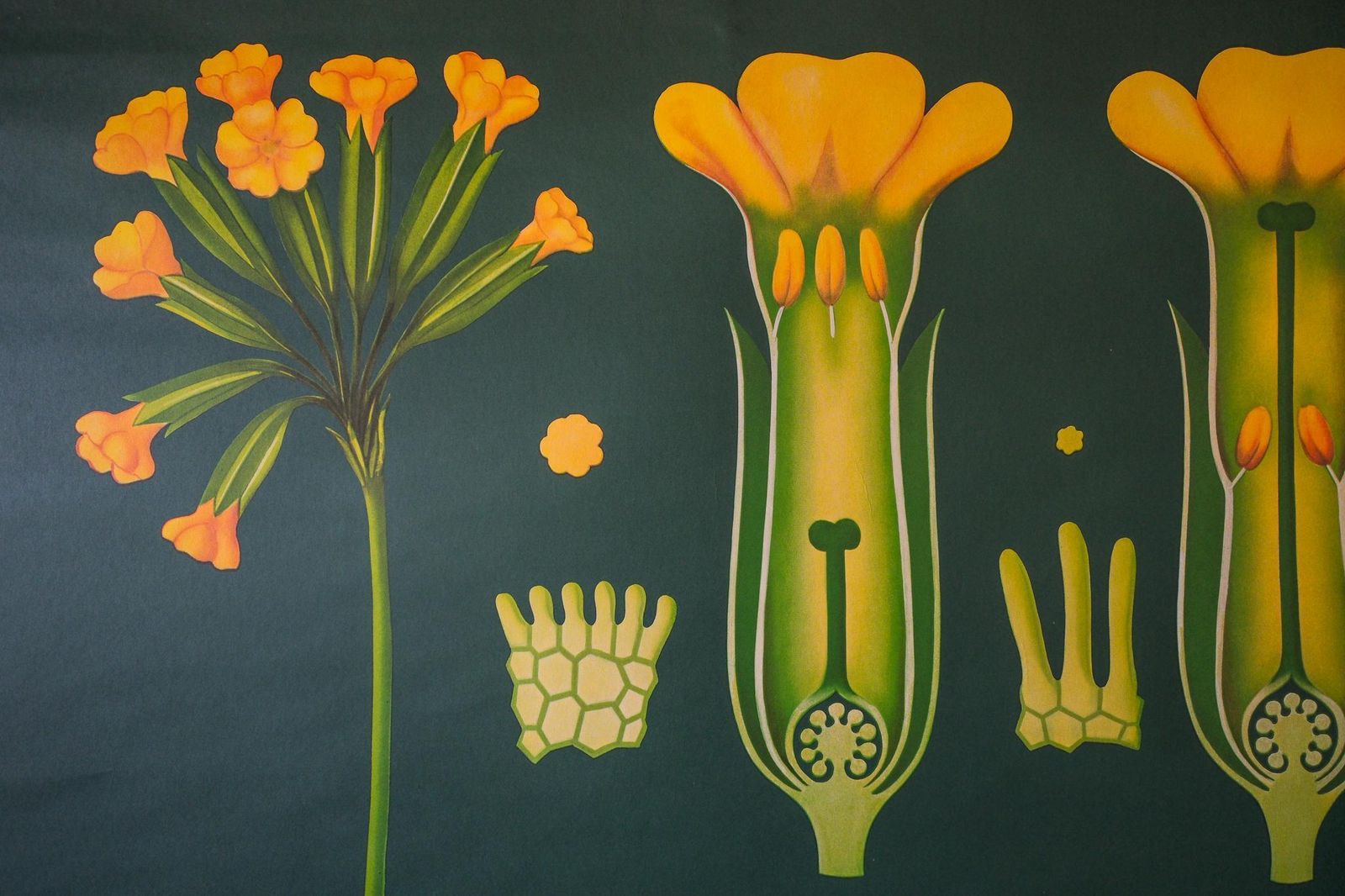 Original Botanical Vintage German School Wall Chart Cowslip Primrose Botany Beautiful Rare Jung Koch Quentell photo Art