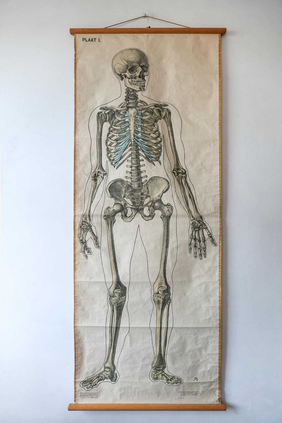 Original Anatomical Vintage Dutch Educational School Wall Chart Human Skeleton Prof Barge Full Length Anatomy Science Beautiful Rare