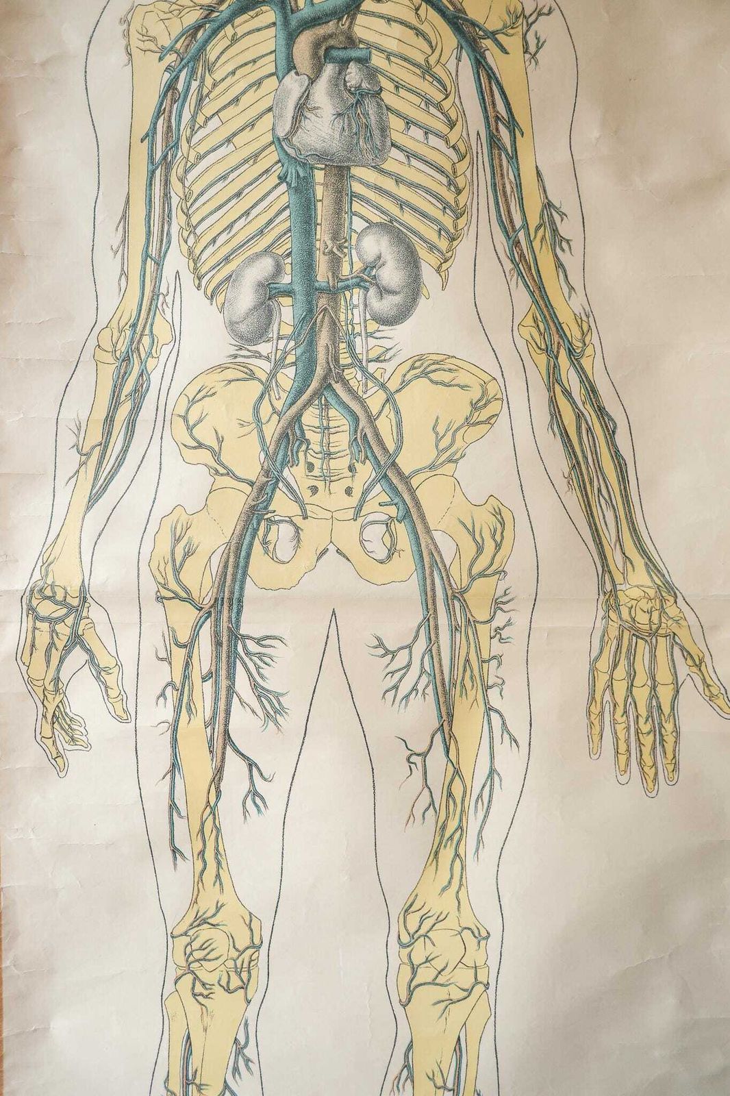 Original Anatomical Vintage Dutch Educational School Wall Chart Human Venous System Skeleton Prof Barge Full Length Anatomy Beautiful Rare photo for sale