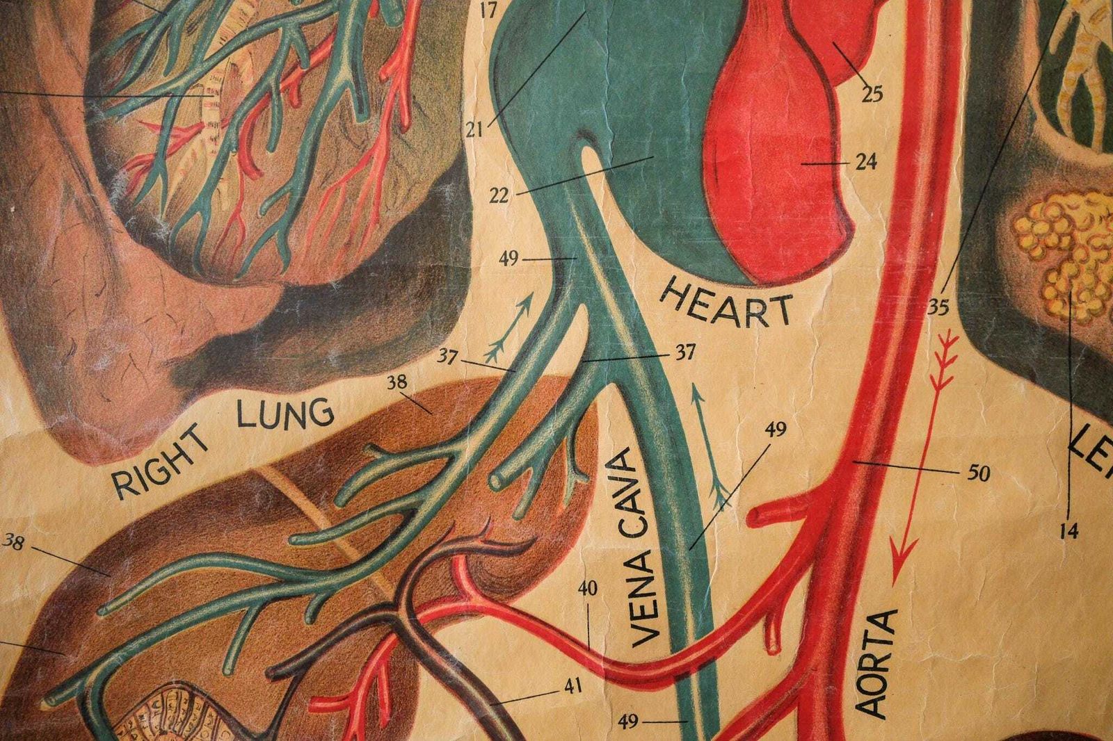 Original Anatomical Antique Vintage British Educational Wall Chart Heart Circulatory System Veinous John Collie Anatomy Cardiology Rare photo vinterior