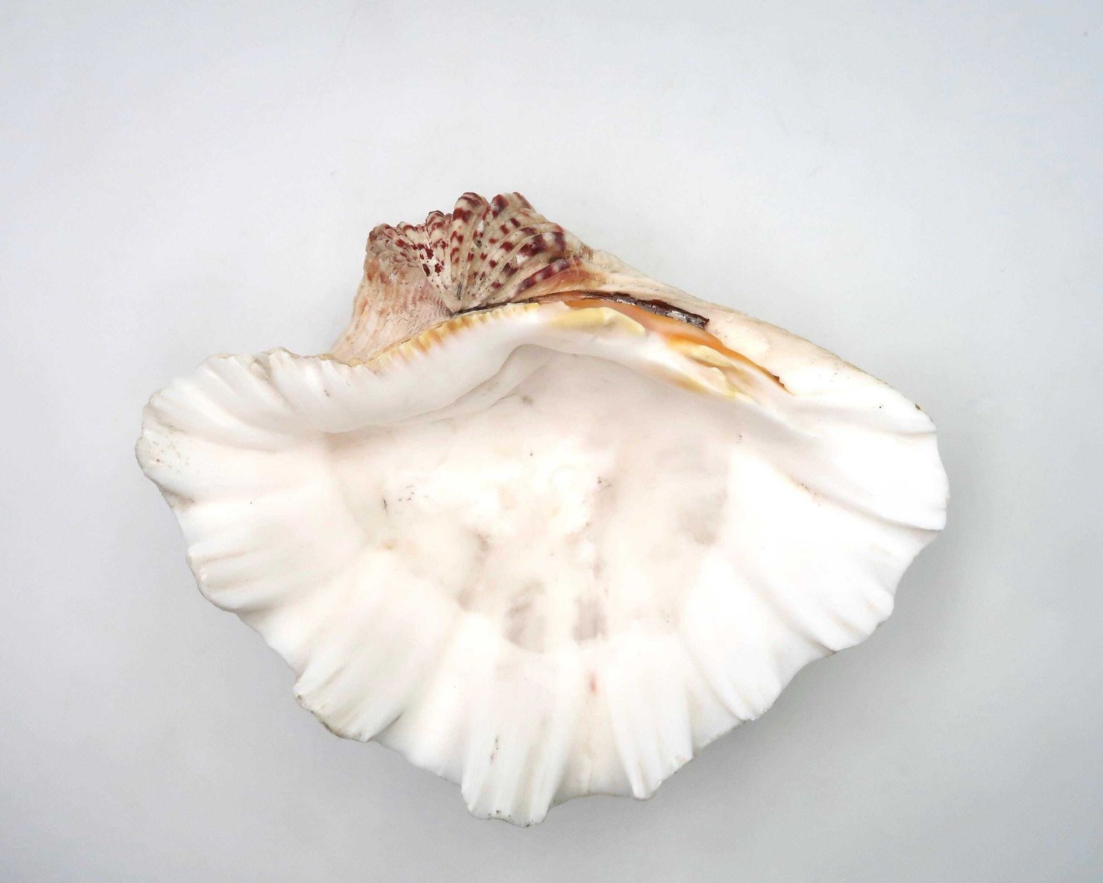 Zeeschelp, Ringenschaaltje, Tridacna Schelp, Ca. Jaren 1970 / Schaaltje, Zeepschaaltje, Cabinet Of Curiosity, Sieradenpresentatie, Woondecoratie, Minimalistisch Badkamer photo for sale