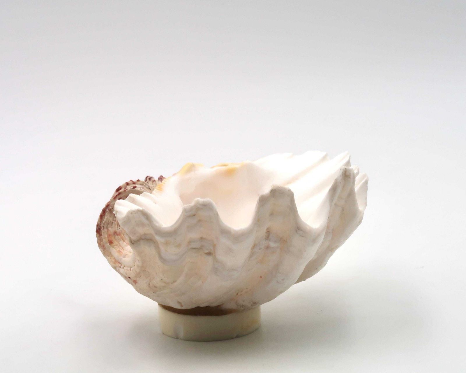 Zeeschelp, Ringenschaaltje, Tridacna Schelp, Ca. Jaren 1970 / Schaaltje, Zeepschaaltje, Cabinet Of Curiosity, Sieradenpresentatie, Woondecoratie, Minimalistisch Badkamer photo Woonaccessoires